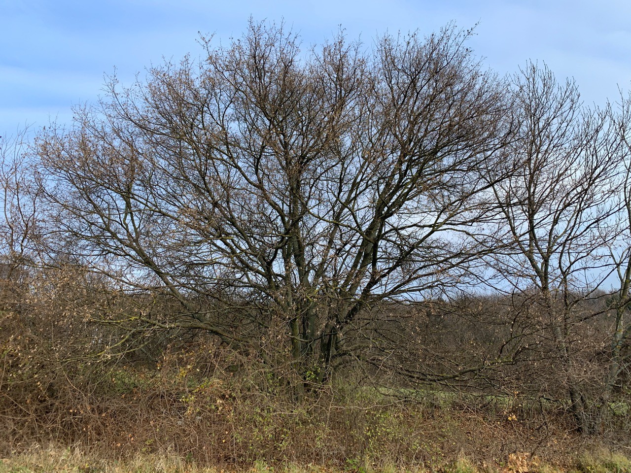 Der Feldahorn hat keine Blätter mehr. | Naturkalender App | 09.12.2020