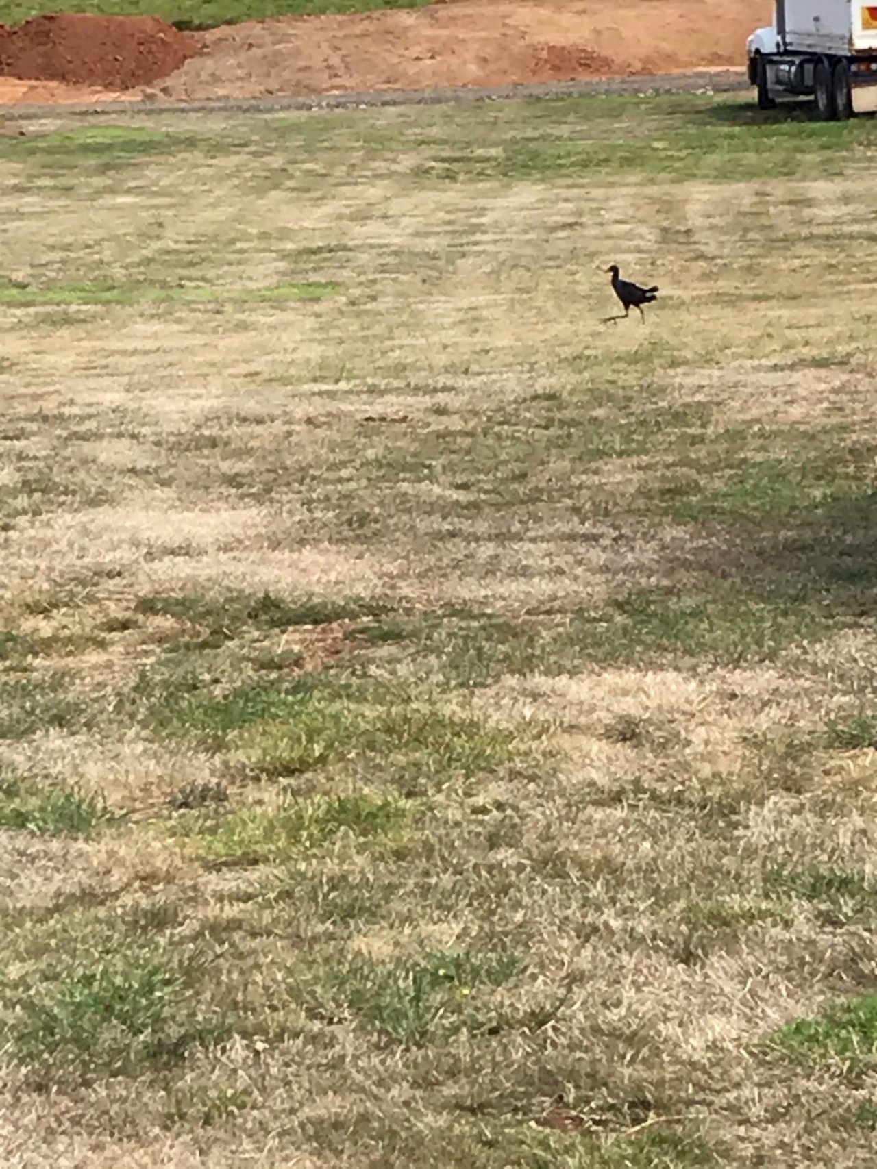 Dusky Moorhen in ClimateWatch App spotted by Newhaven college, 9k on 25.02.2021