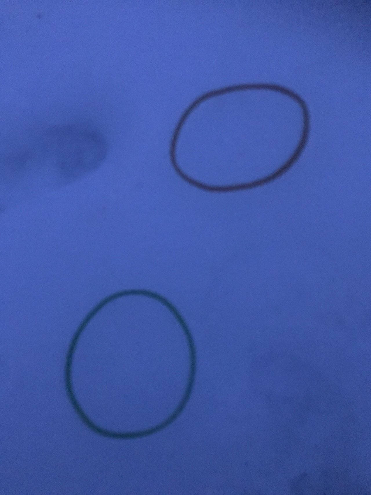 litter in DRECKSPOTZ | GLOBAL 2000 App spotted by Baumi21 on 21.12.2020