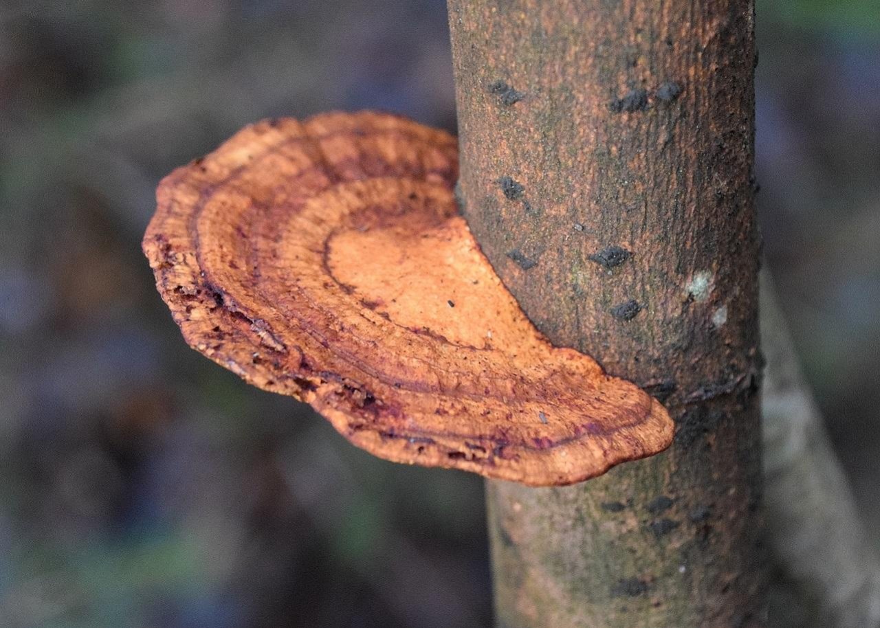 Rötende Tramete in Pilzfinder App spotted by Markus Sabor on 23.12.2020