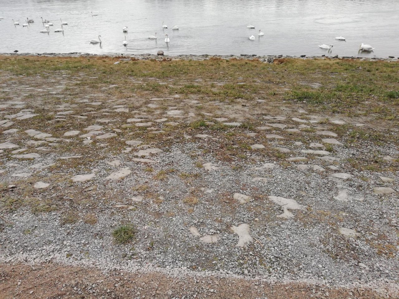 Animals in NatureSpots App spotted by BöPour on 24.01.2021