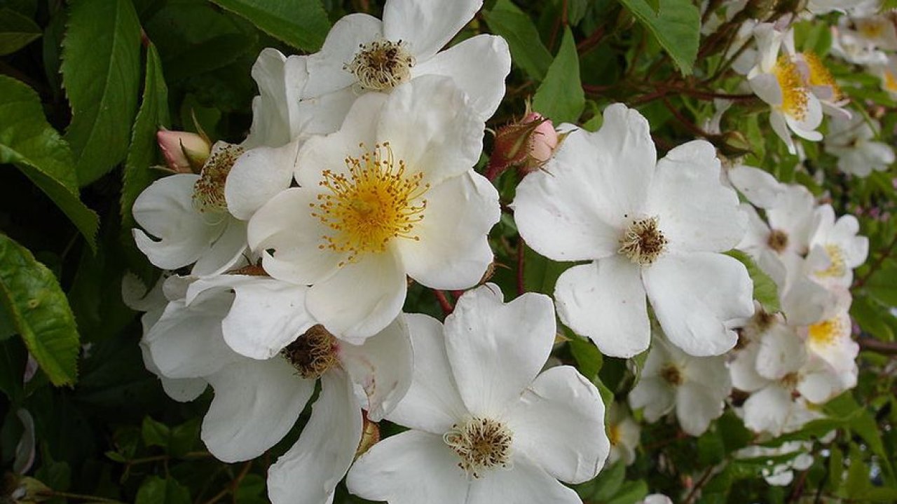 Polyantha grandiflora
