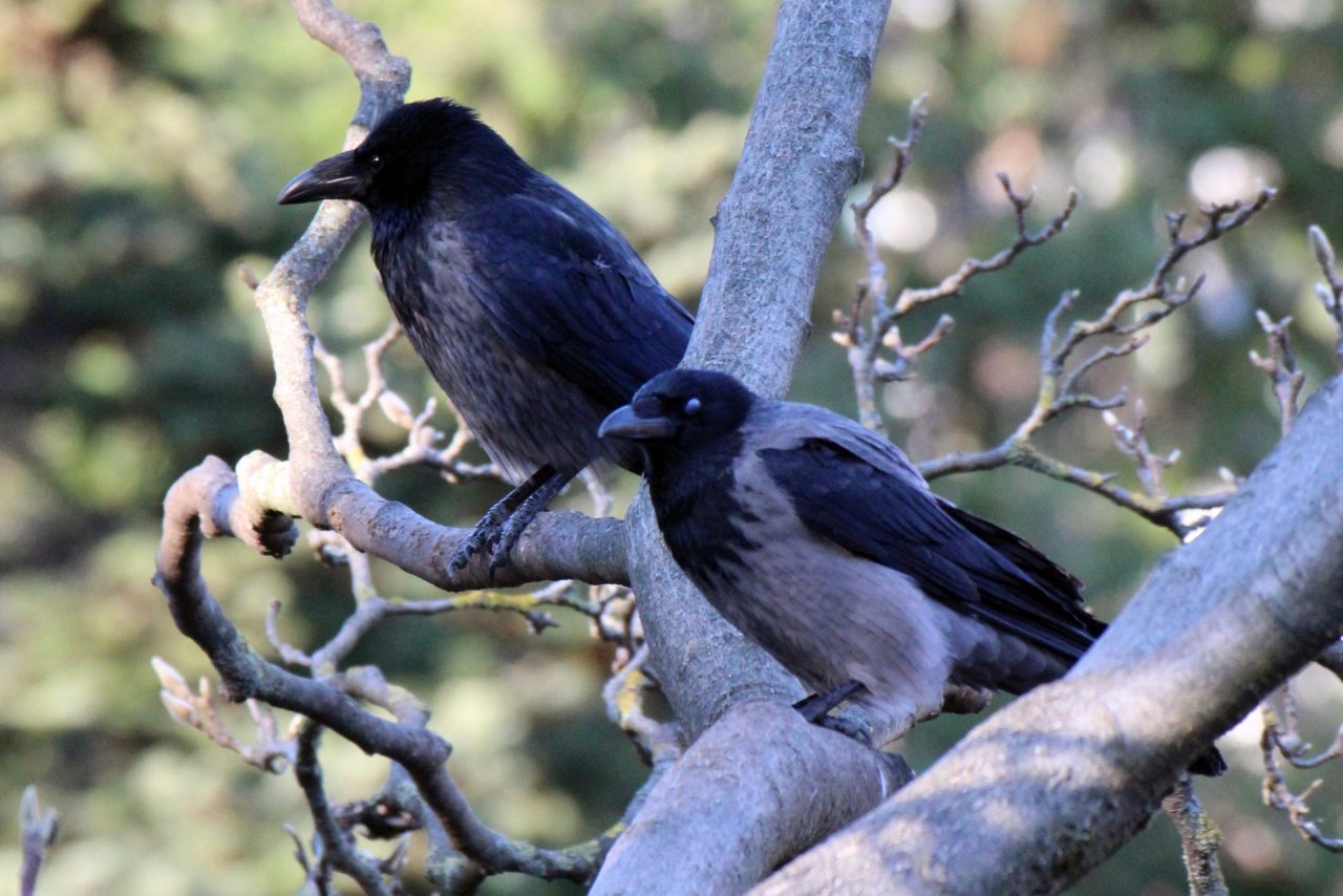 Hybrid (Carrion / Hooded) in KraMobil App spotted by Krarin on 26.12.2020