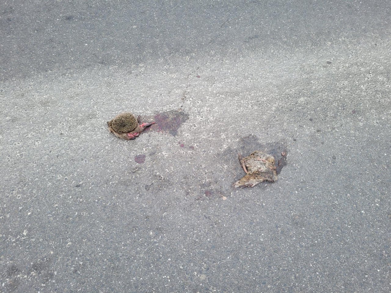 Igel in Roadkill App spotted by Reinhard Freunthaler on 20.12.2020