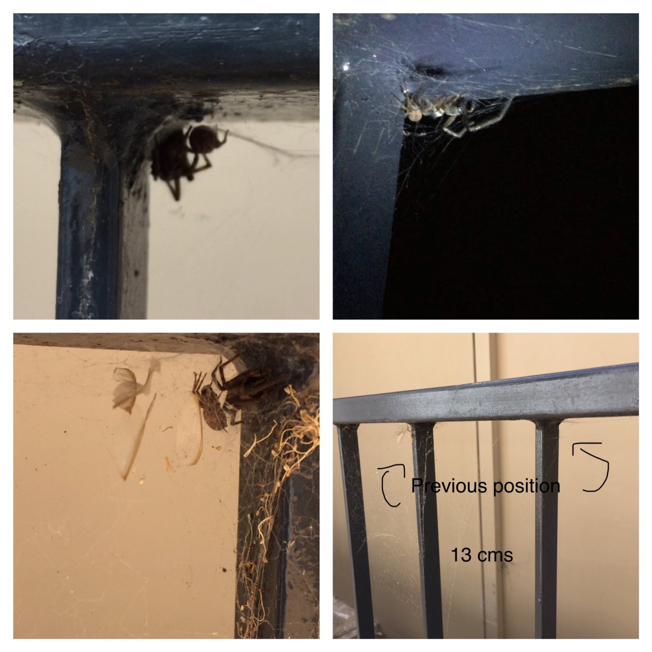 Cardinal Spider in SpiderSpotter App spotted by ednaward on 12.12.2020