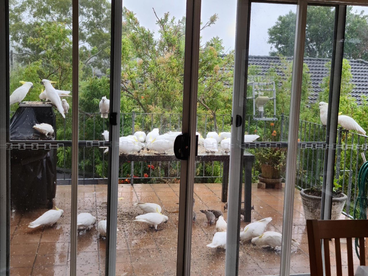 Sulphur-crested Cockatoo in Big City Birds App spotted by Epworth2101 on 19.12.2020