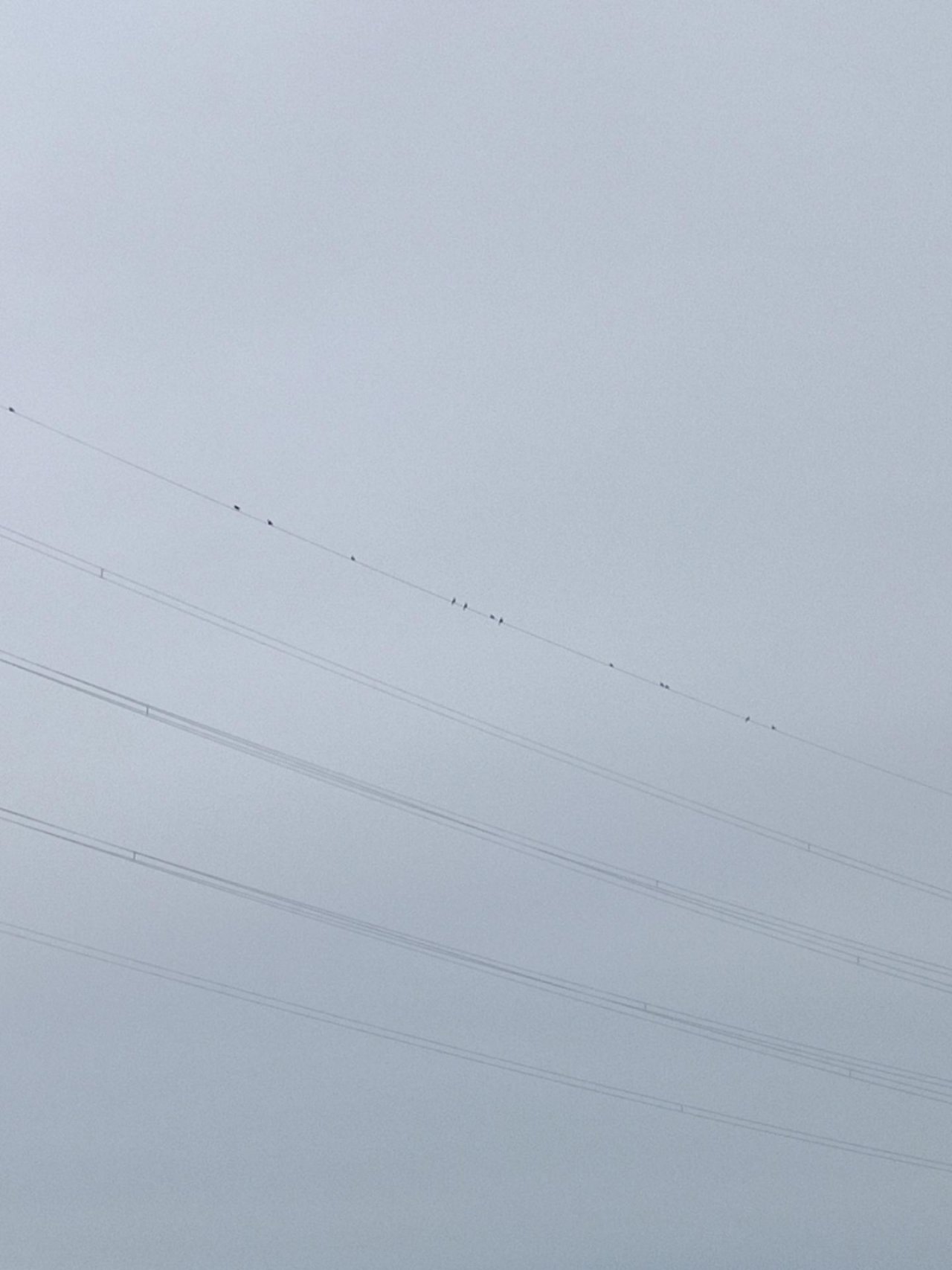 Hybrid (Carrion / Hooded) in KraMobil App spotted by Krärasdorfer on 02.01.2021