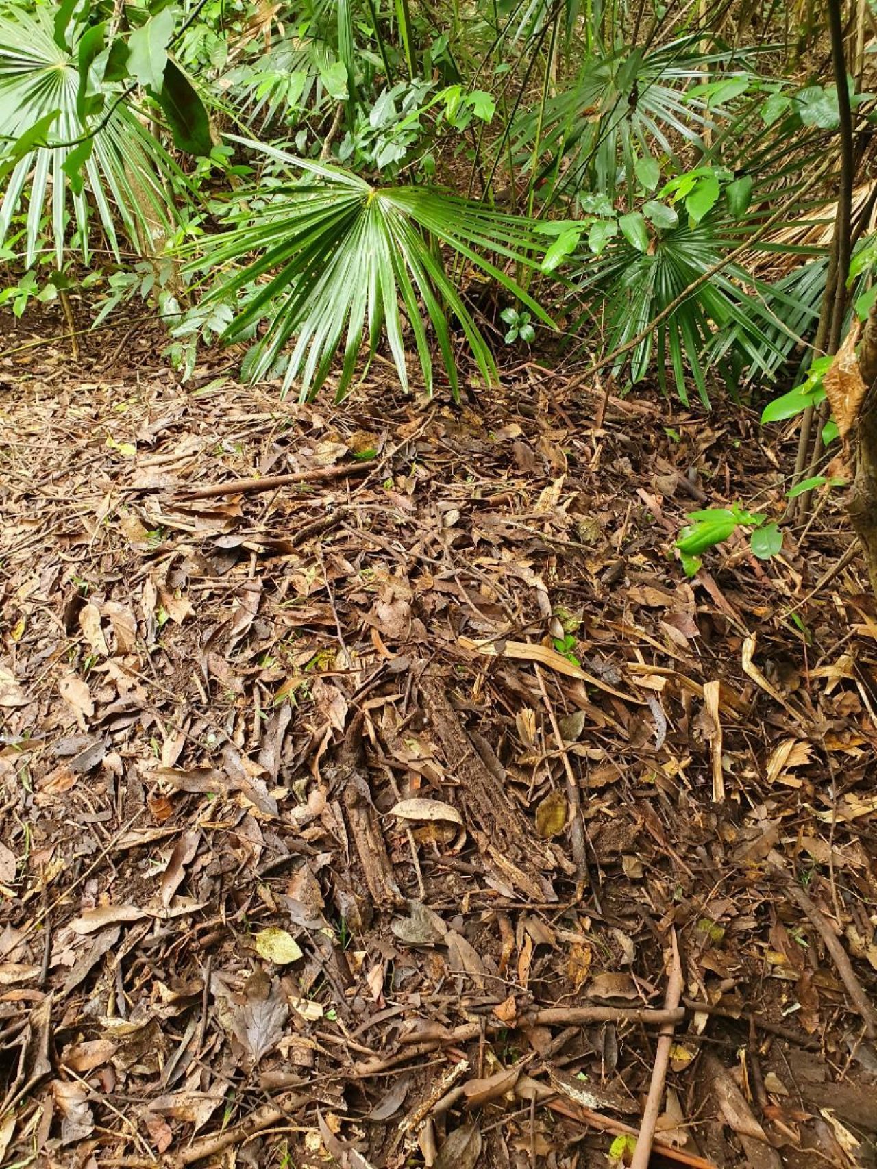 mounds in BrushTurkeys App spotted by Margaret Burnes on 01.01.2021