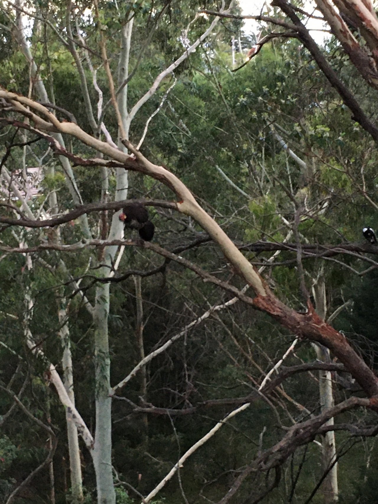 Brush-turkey in Big City Birds App spotted by Margaret Scott on 12.12.2020