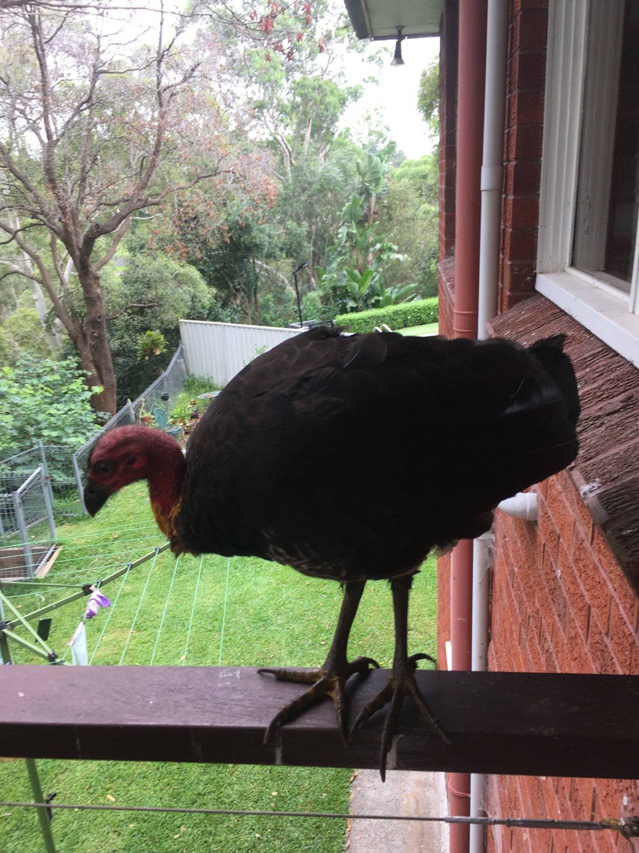 Brush-turkey in Big City Birds App spotted by Margaret Scott on 01.02.2021