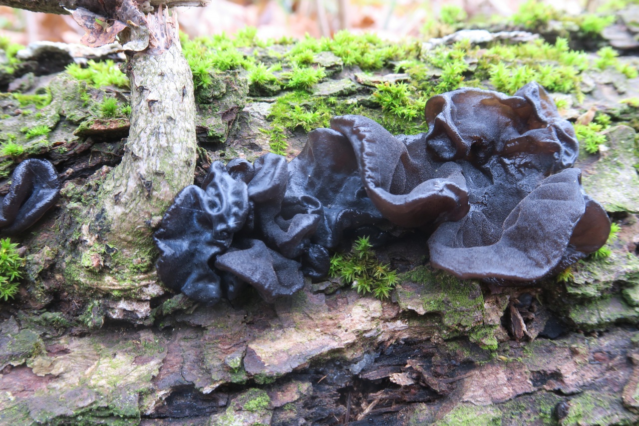 Detailaufnahme | Pilzfinder App | 08.12.2020