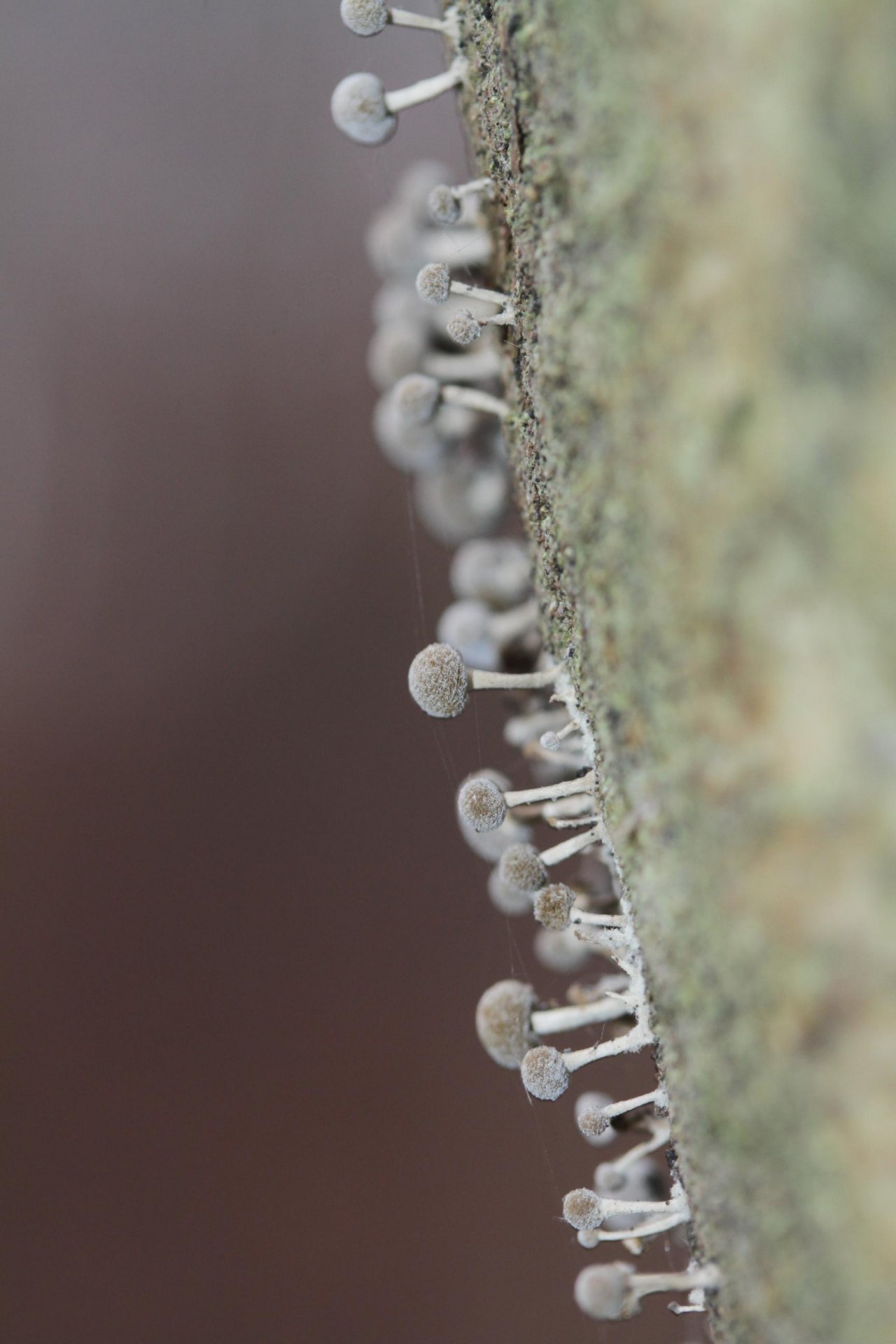 anderer Stäubling / Bovist in Pilzfinder App spotted by Helmling on 11.12.2020