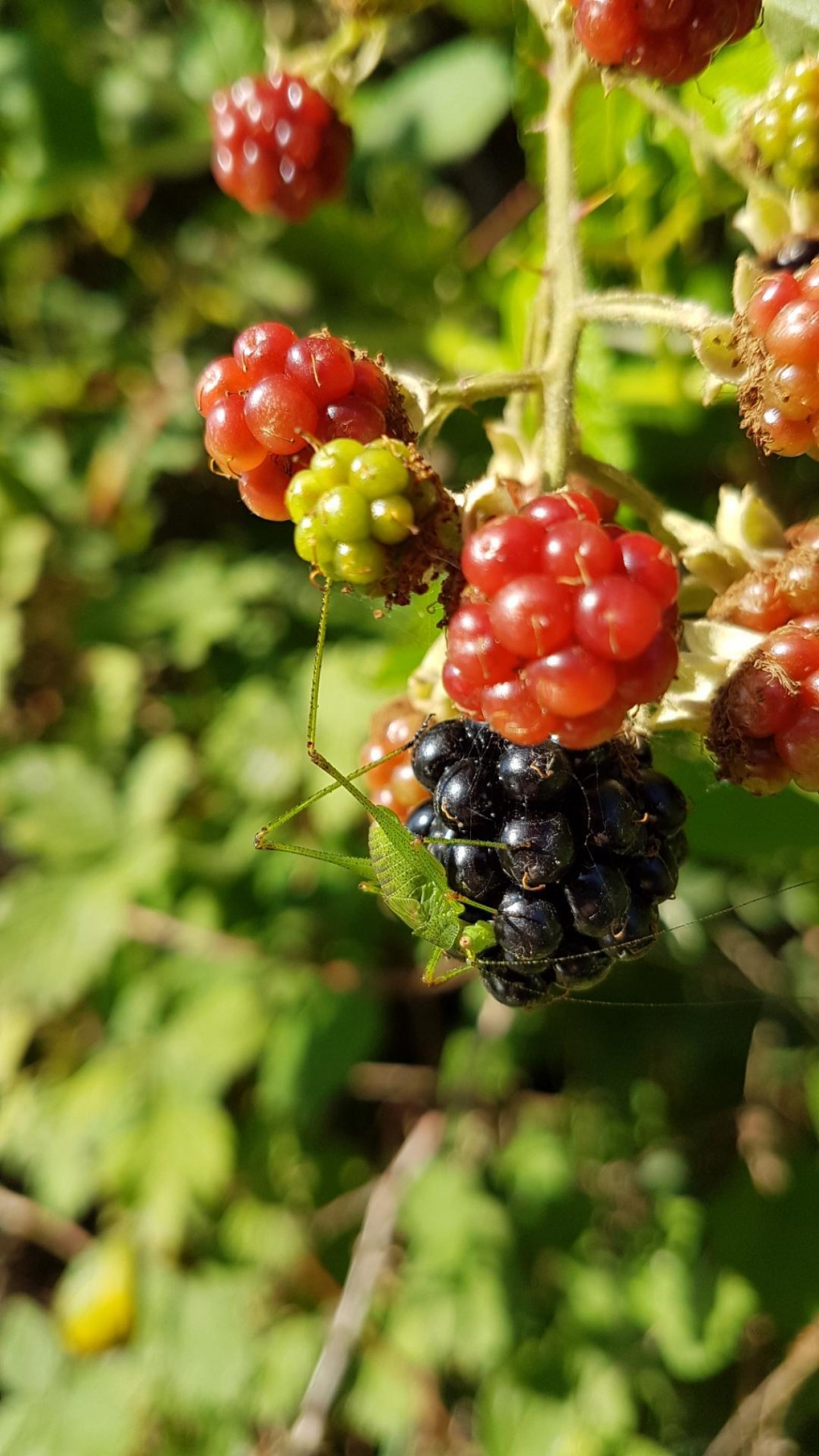 Animals in NatureSpots App spotted by Ka vonSeiten on 07.07.2019