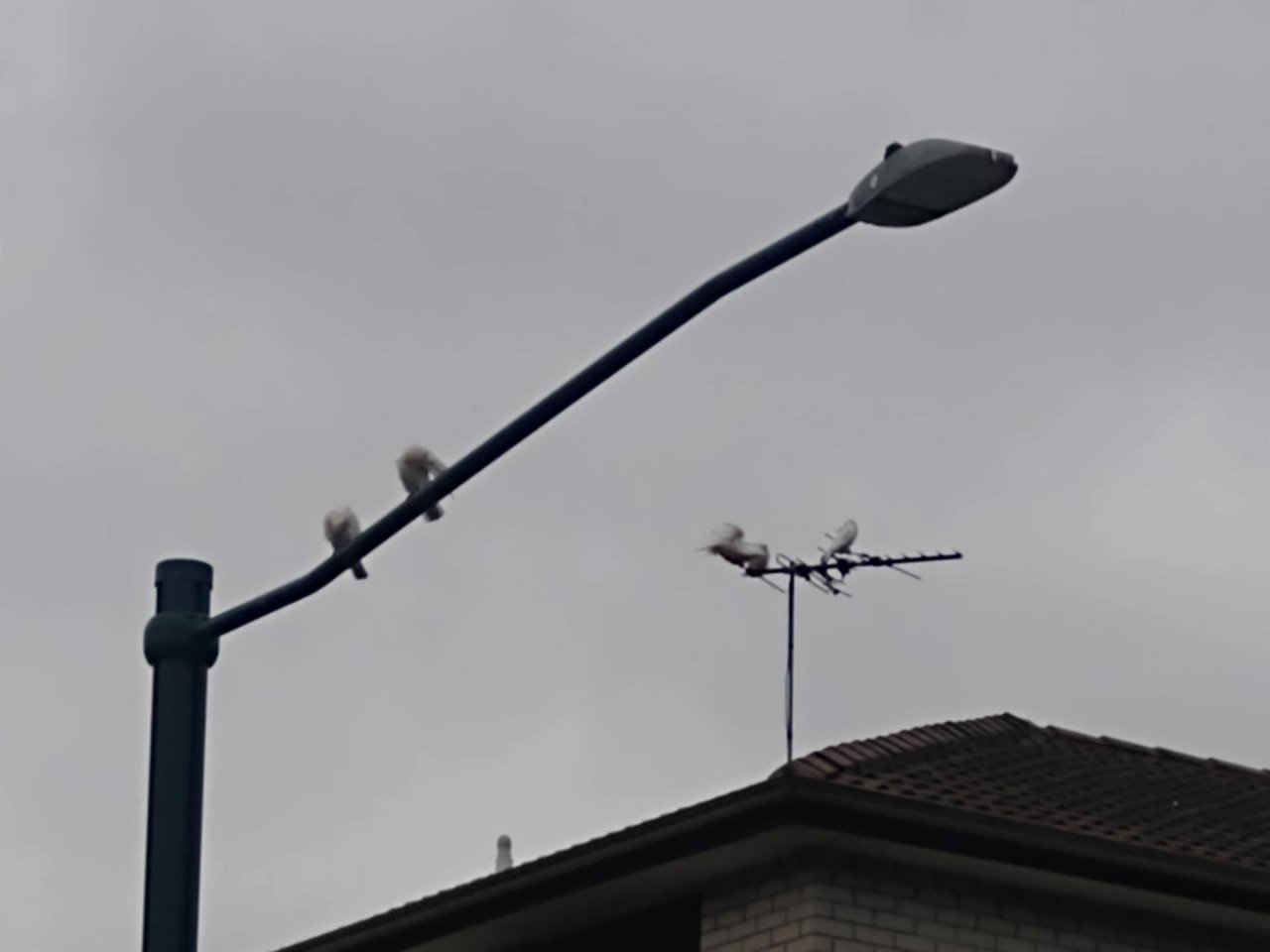 Little Corella in Big City Birds App spotted by Anna on 27.01.2021