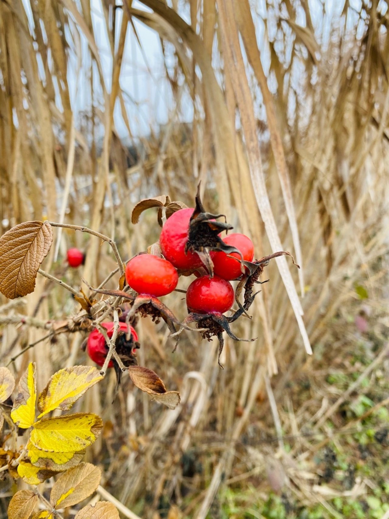 Eine andere Art in Naturkalender Oberösterreich App spotted by Fee on 19.12.2020
