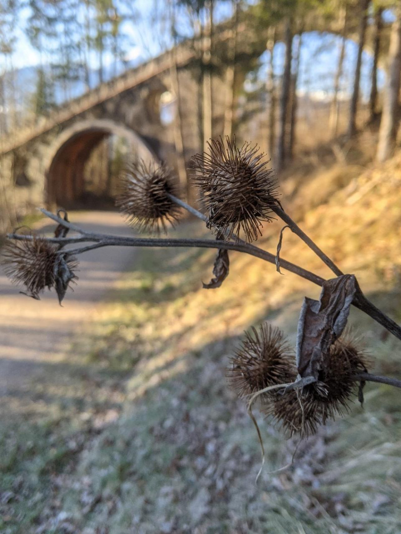 Eine andere krautige Art in Naturkalender App spotted by Heemuul on 18.12.2020