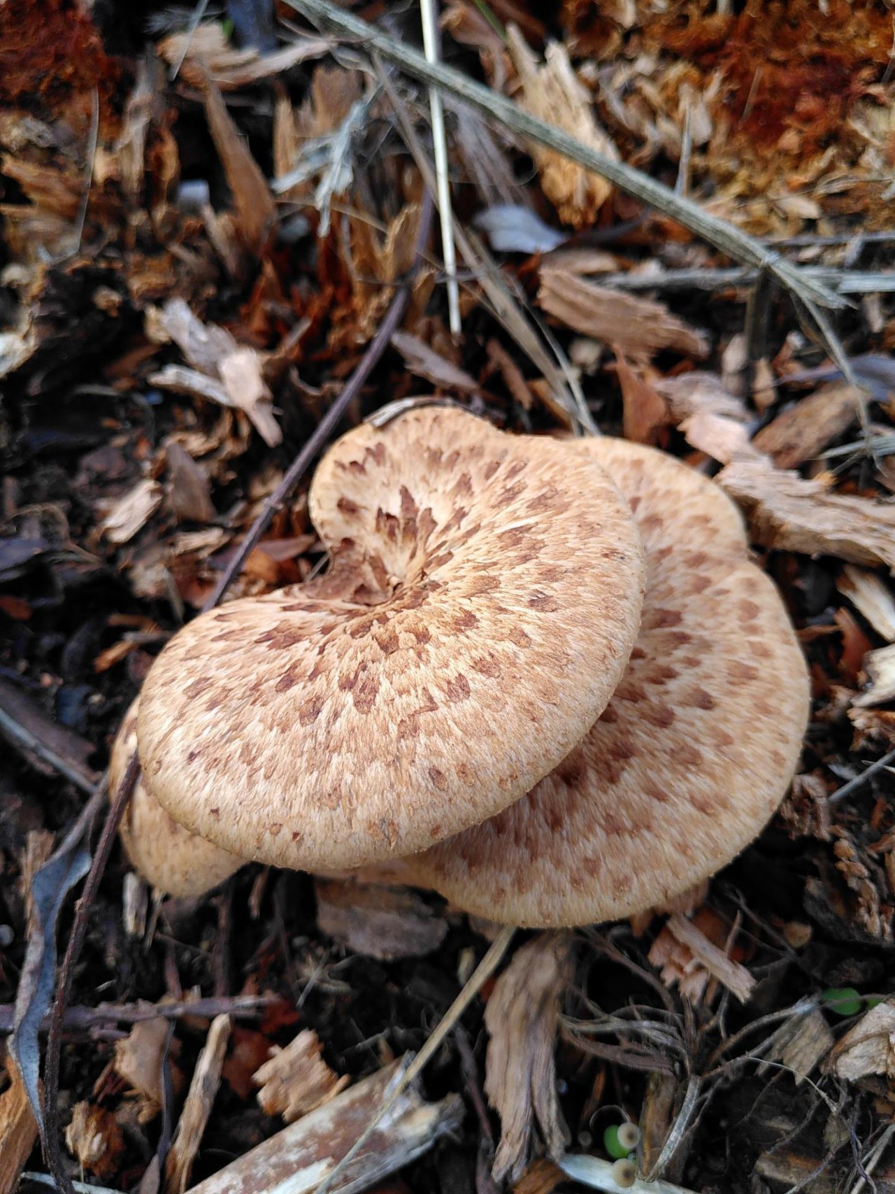 Fungi in NatureSpots App spotted by TheOSWR on 18.10.2020