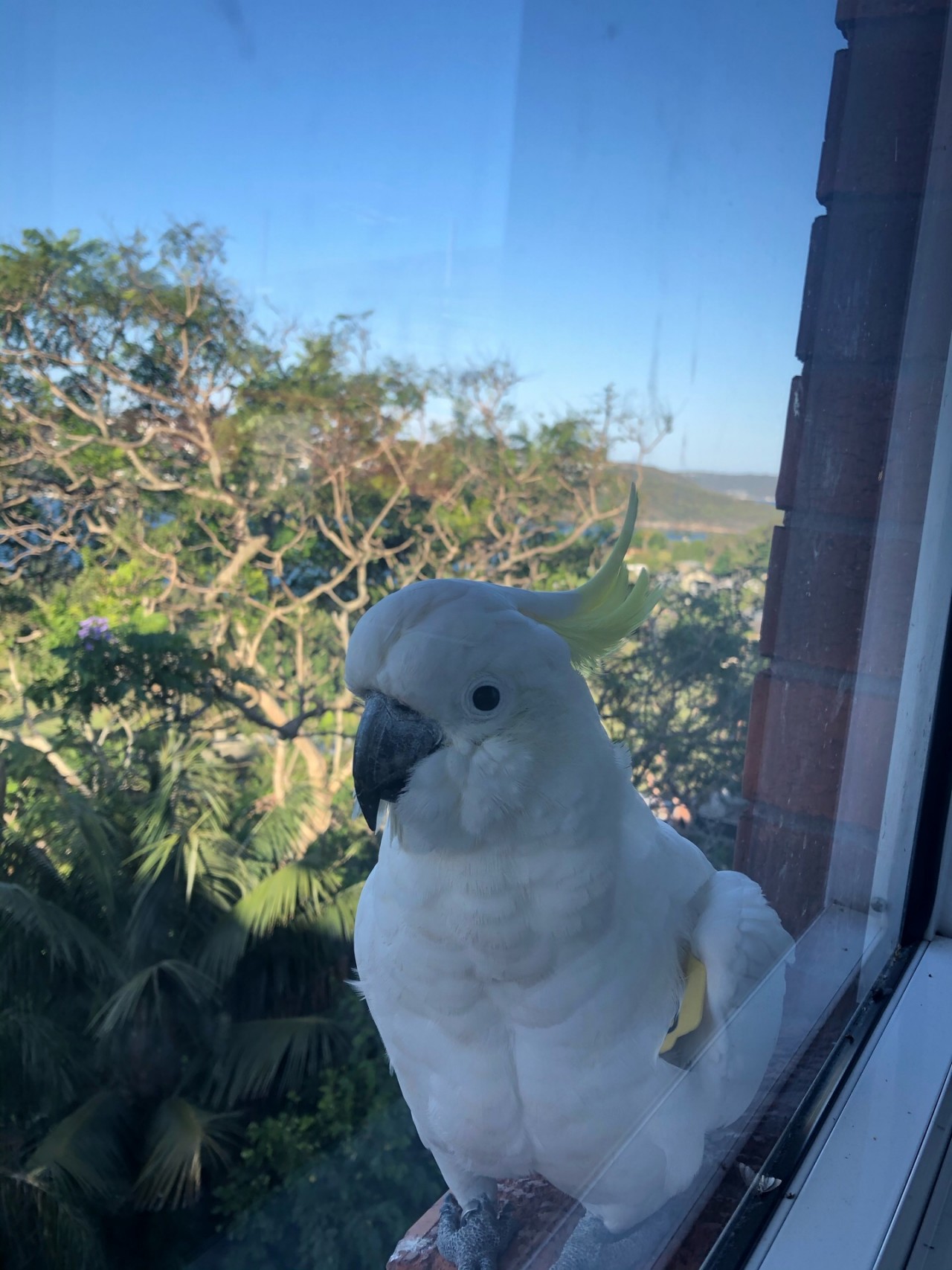 136’s tag is inside the wing | Big City Birds App | 