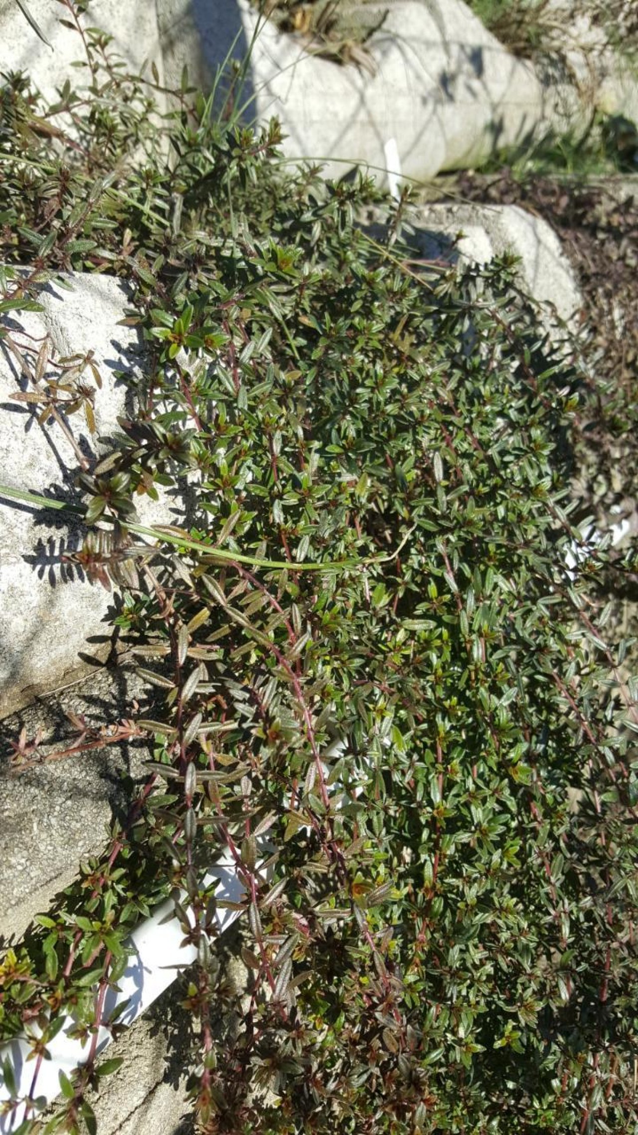 Feld-Thymian in Naturkalender Oberösterreich App spotted by Siegfried Leitner on 14.02.2021