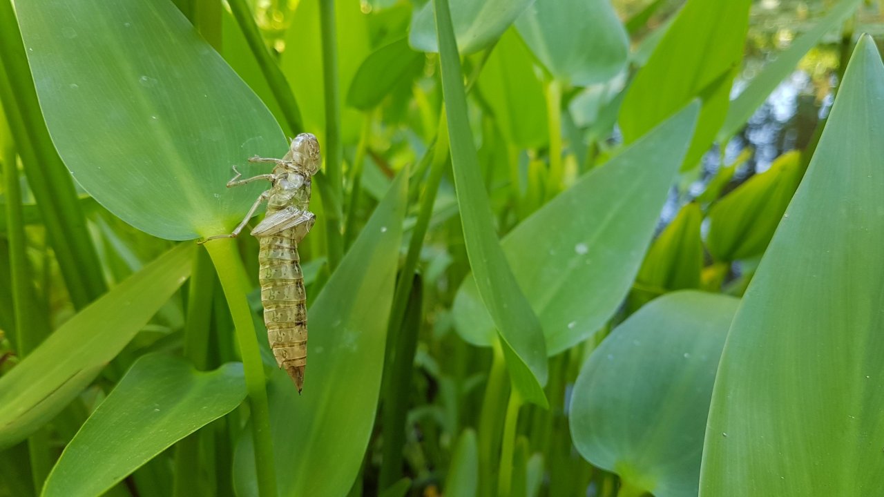 Animals in NatureSpots App spotted by Ka vonSeiten on 06.08.2020