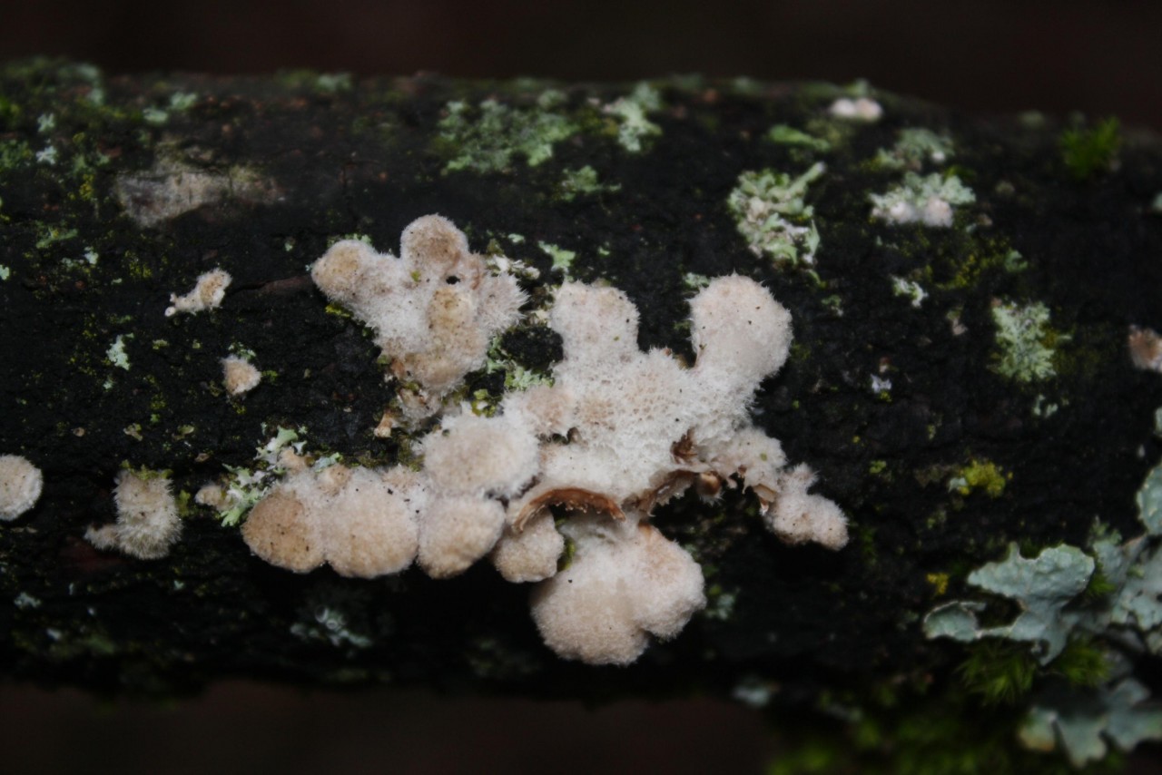 Gemeine Spaltblättling (Schizophyllum commune),
on a tree trunk; deciduous tree; deadwood; lying; 