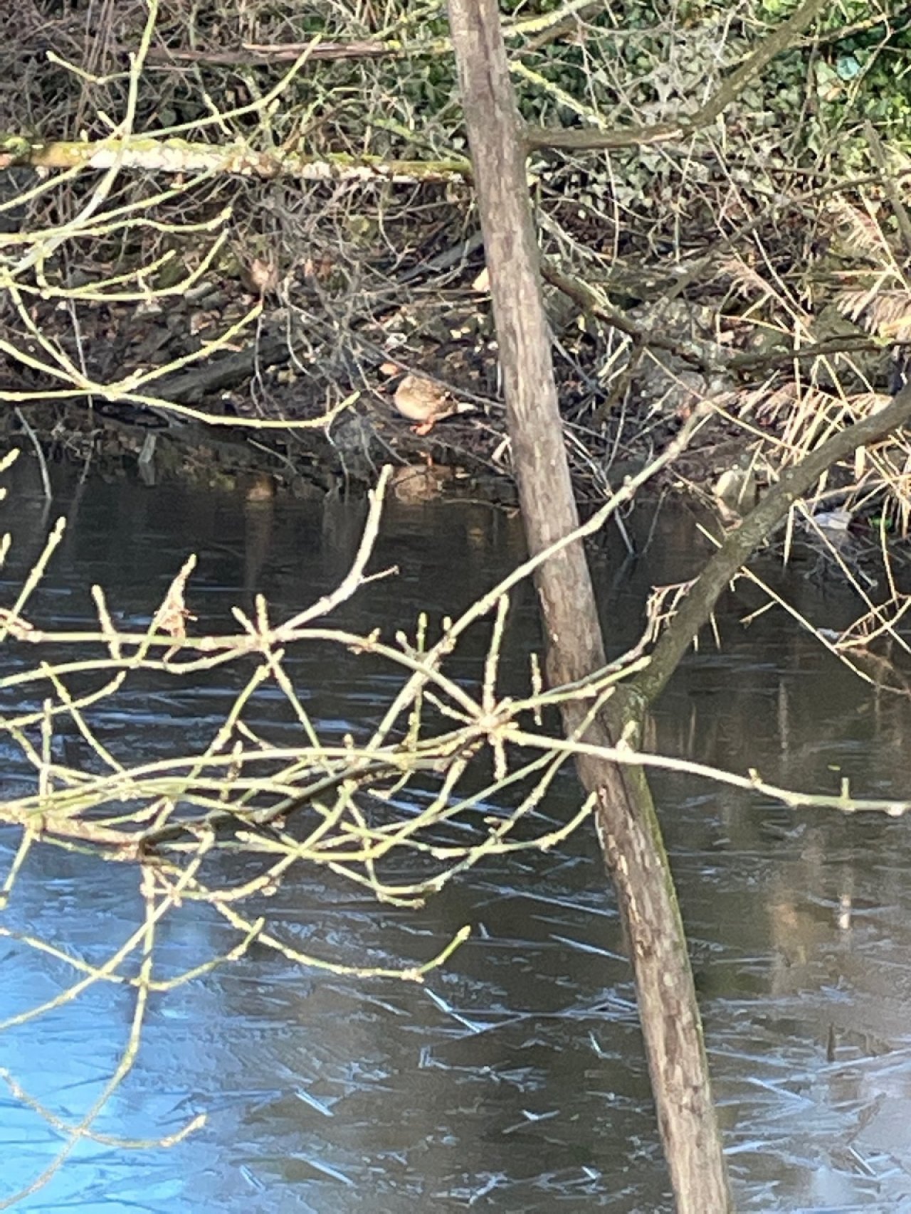 Eine andere Tierart in Naturkalender App spotted by Franz on 31.12.2020