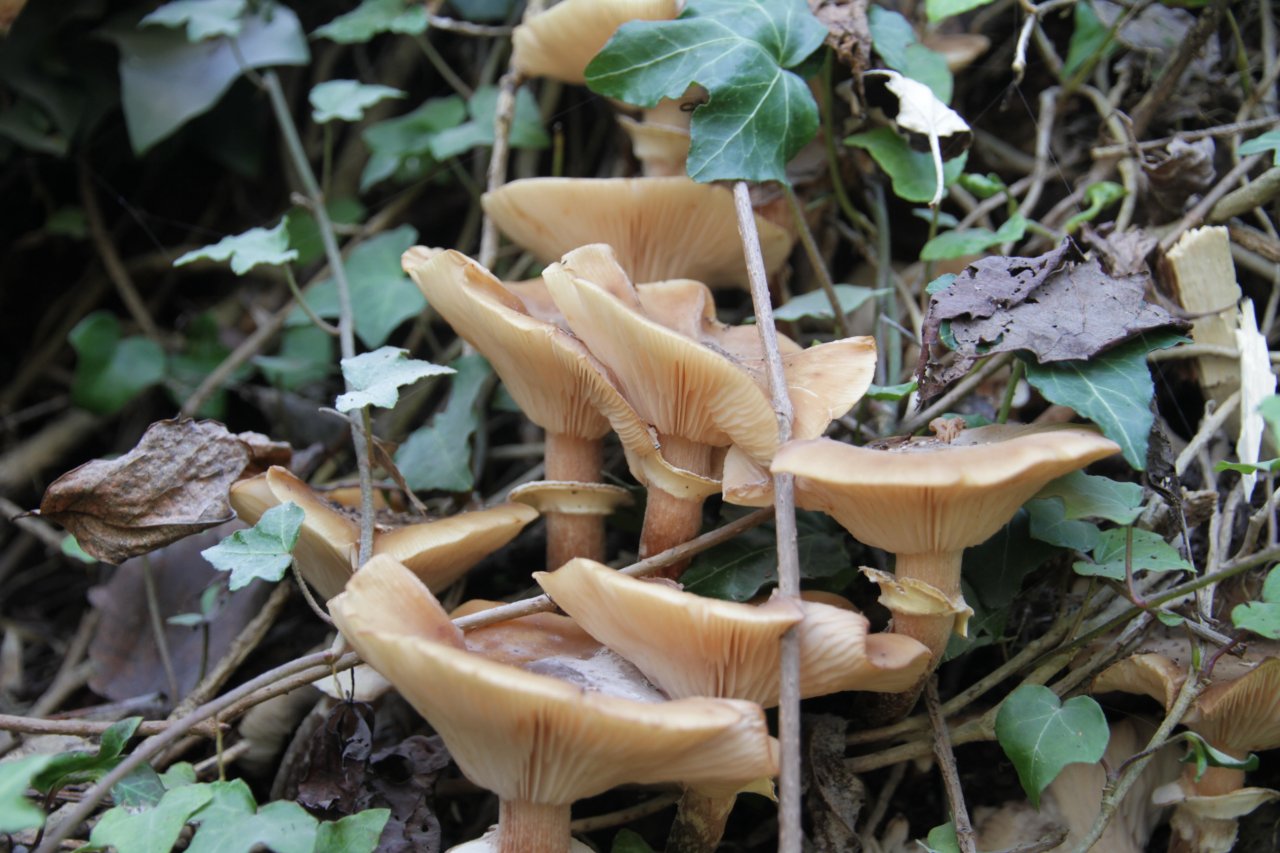 anderer Lamellenpilz (hell) in Pilzfinder App spotted by Helmling on 15.12.2020