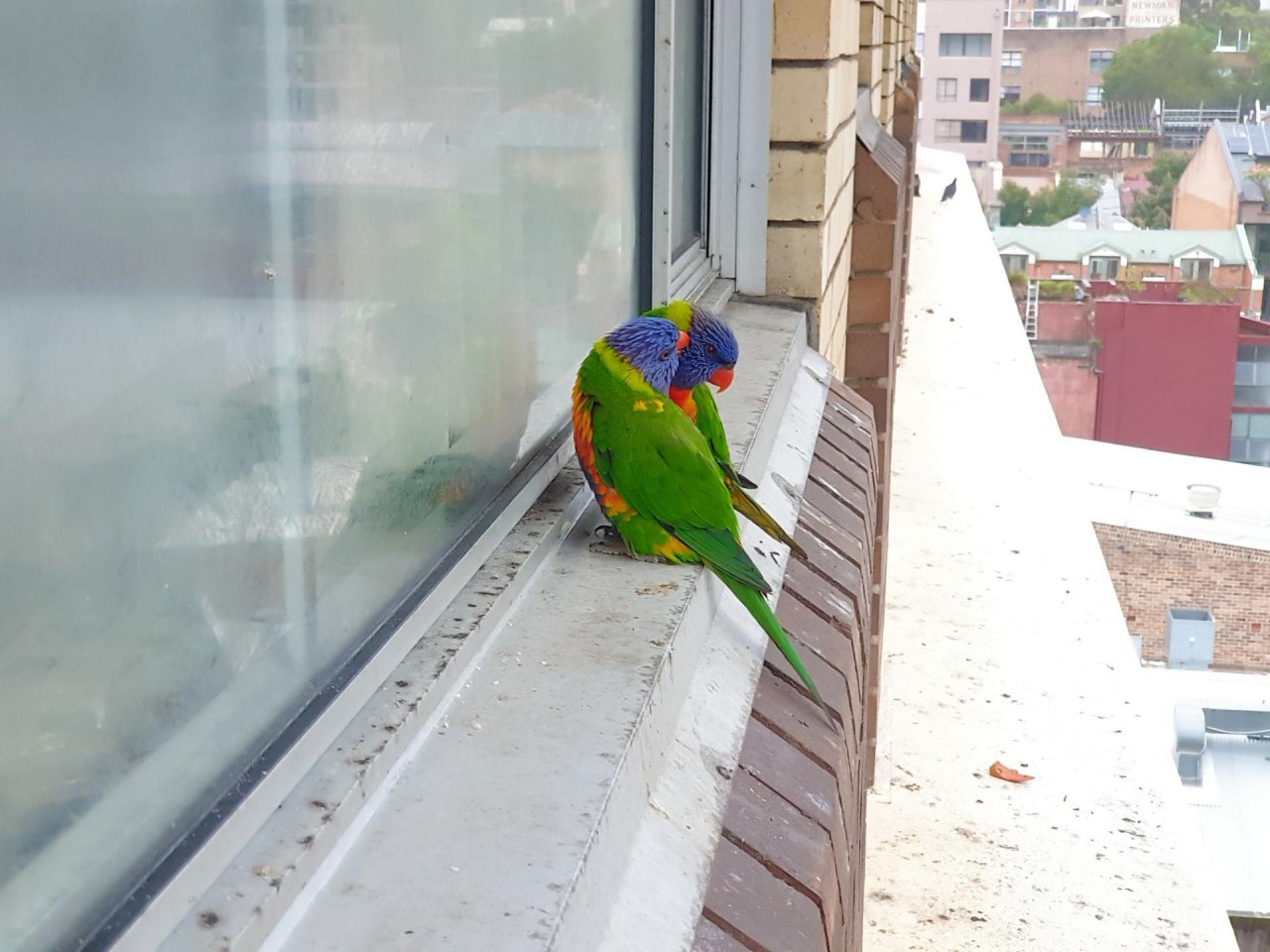 Other bird in Big City Birds App spotted by TomMassey on 03.01.2021