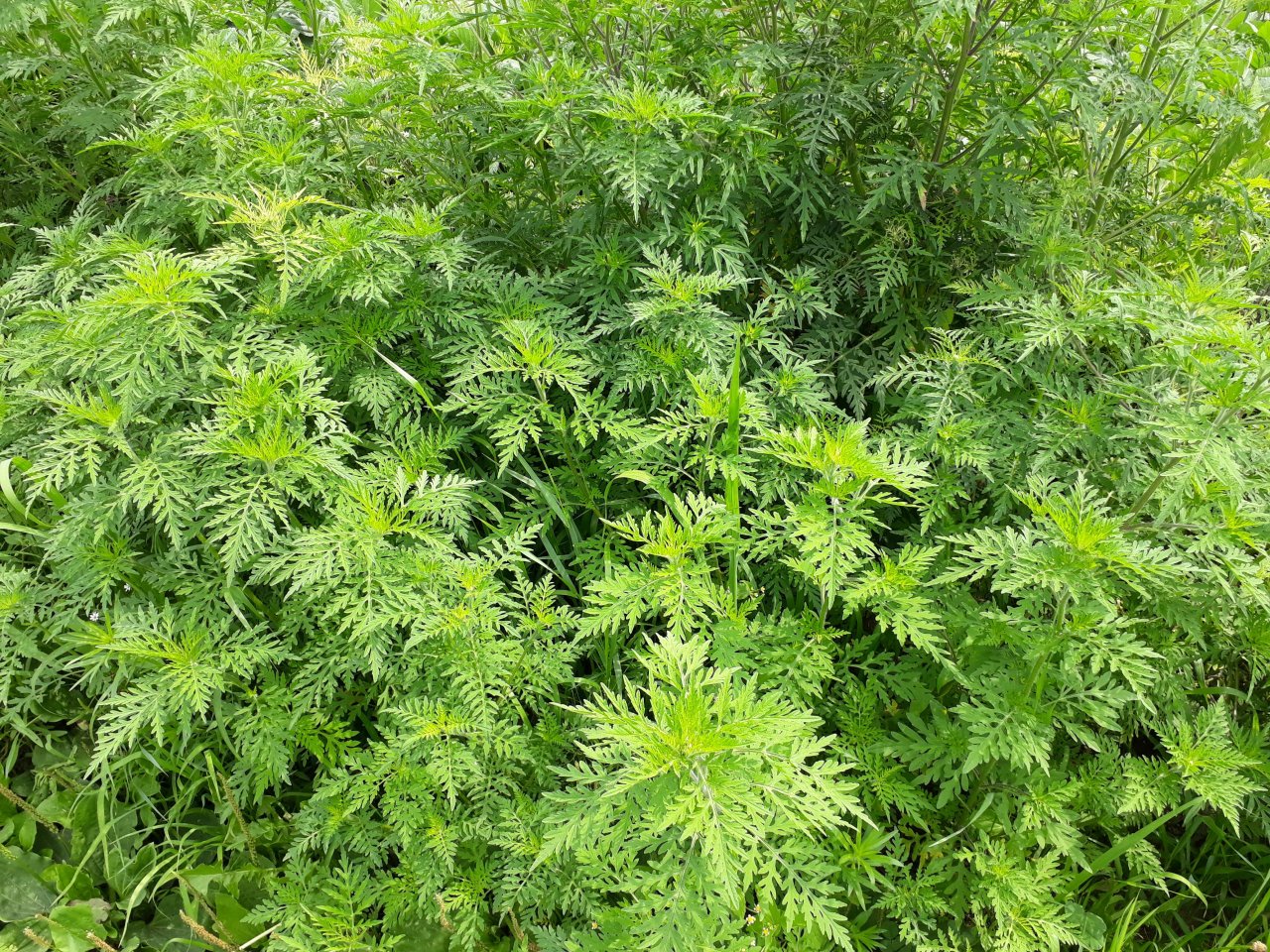 Plants in NatureSpots App spotted by Valerian Scherer on 21.07.2019