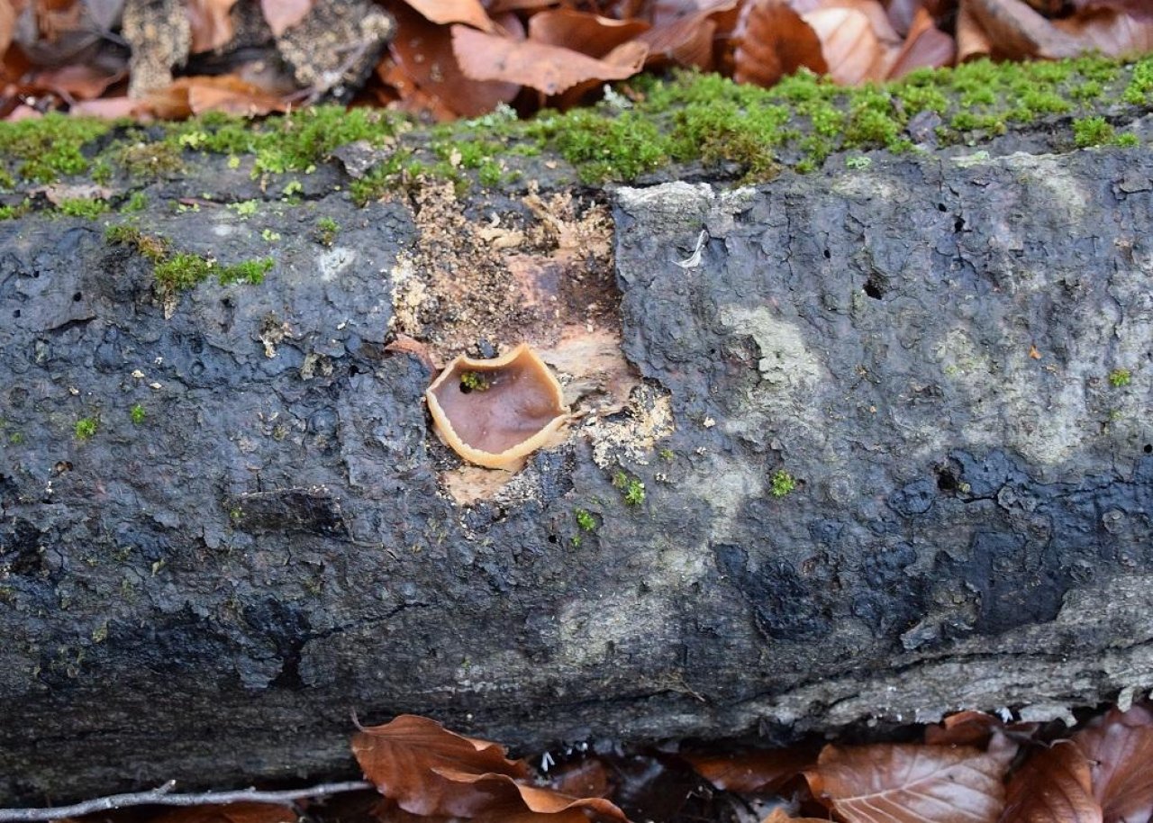 anderer Becherling in Pilzfinder App spotted by Markus Sabor on 12.12.2020