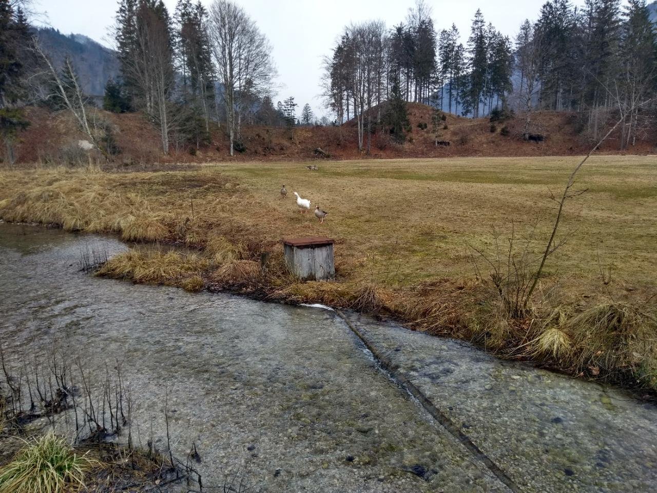 Graugans in Forschen im Almtal App spotted by Klaus Kienesberger on 09.02.2021