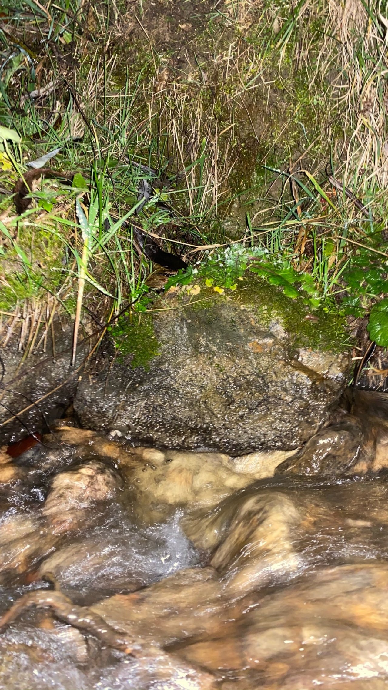 virtual scale in CrowdWater App spotted by elenamladenovic on 14.12.2020