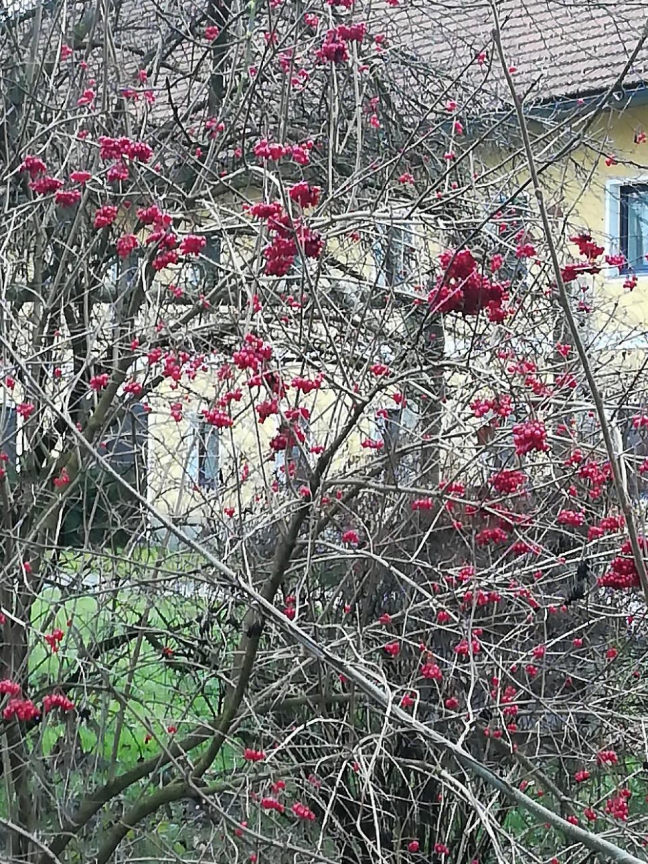 Eine andere Strauchart in Naturkalender App spotted by Elisabeth Haselberger on 14.12.2020