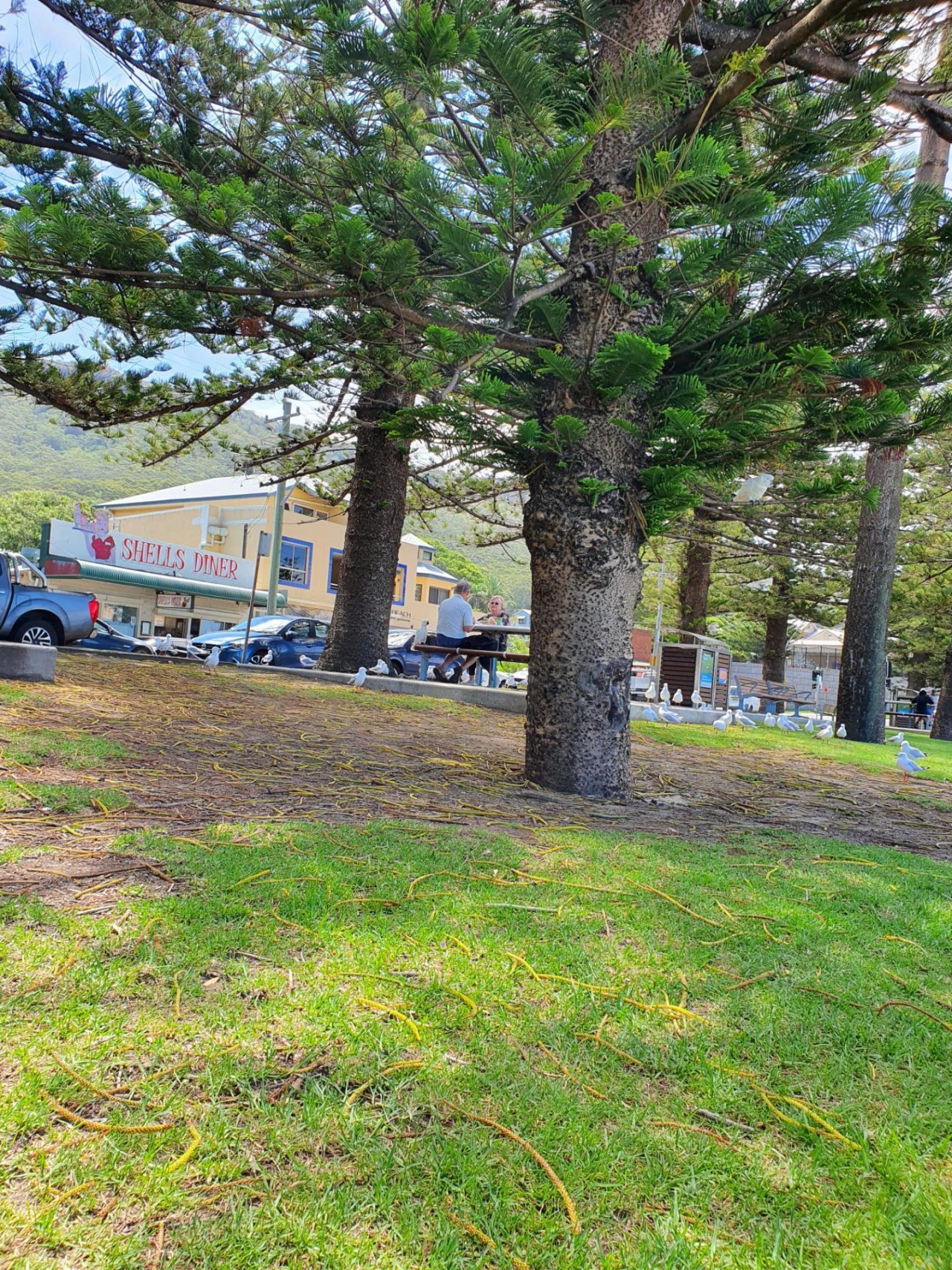 Sulphur-crested Cockatoo in Big City Birds App spotted by MarisaV on 23.12.2020