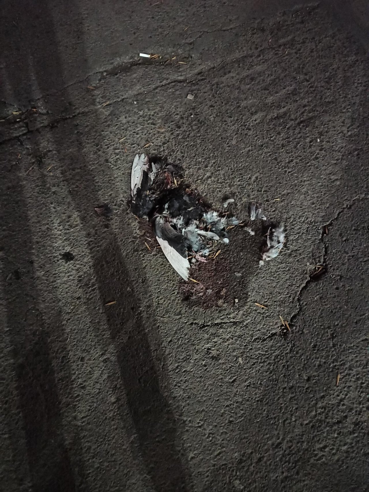 so groß wie Taube in Roadkill App spotted by Elitsa Popova on 10.02.2021