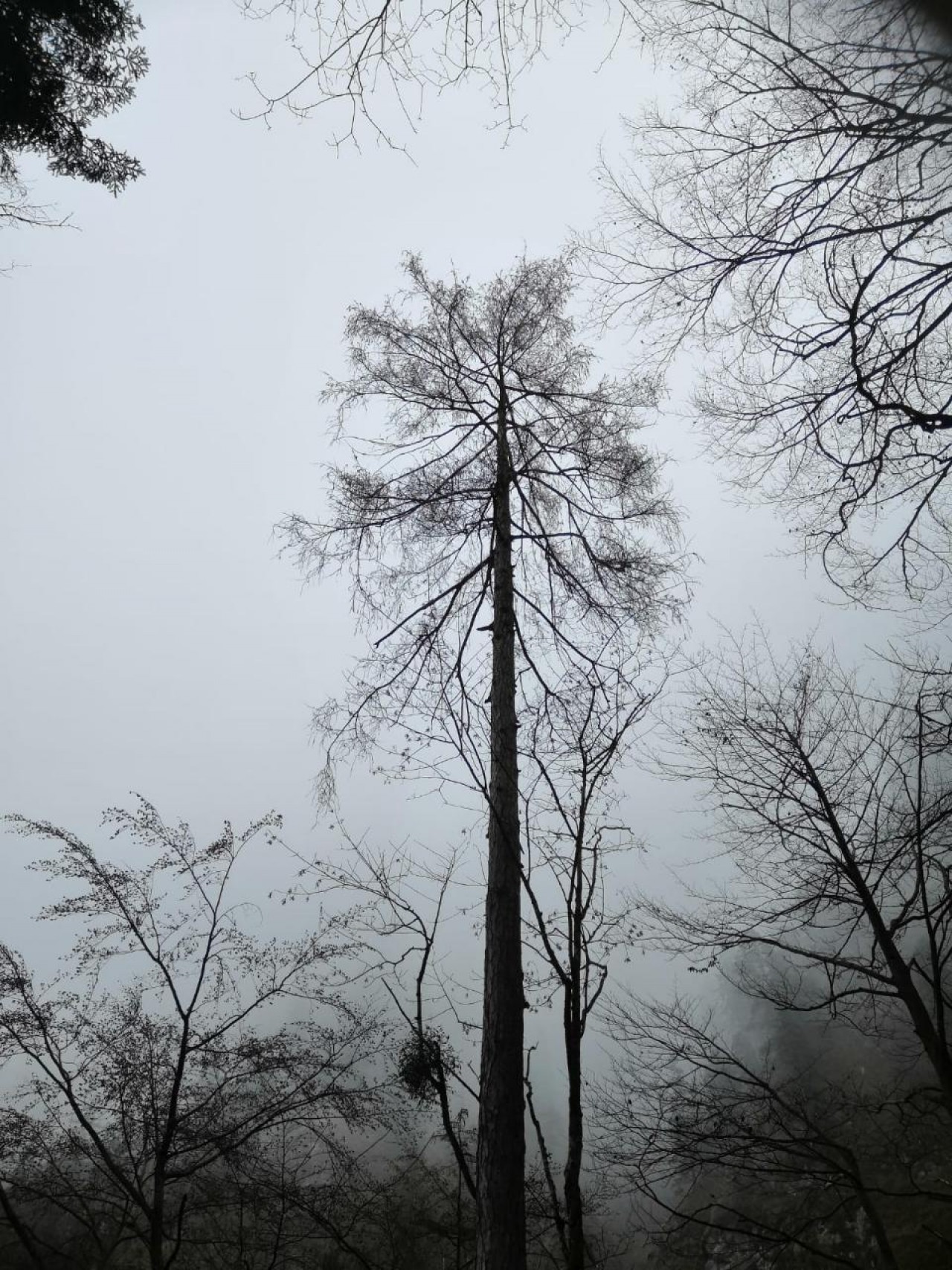 | Naturkalender App | 25.11.2020