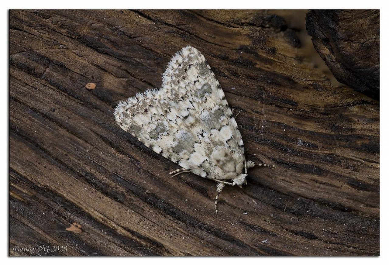 Animals in NatureSpots App spotted by Danny VG on 07.06.2020