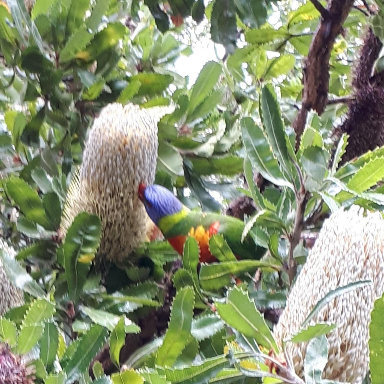 Other bird in Big City Birds App spotted by Julie Vaux on 14.12.2020