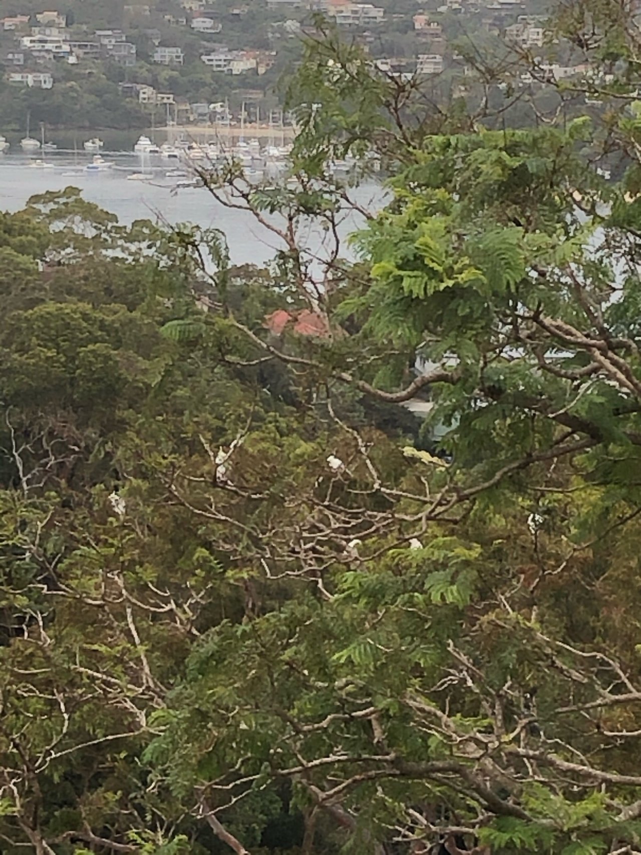 Sulphur-crested Cockatoo in Big City Birds App spotted by Cockie on 14.12.2020