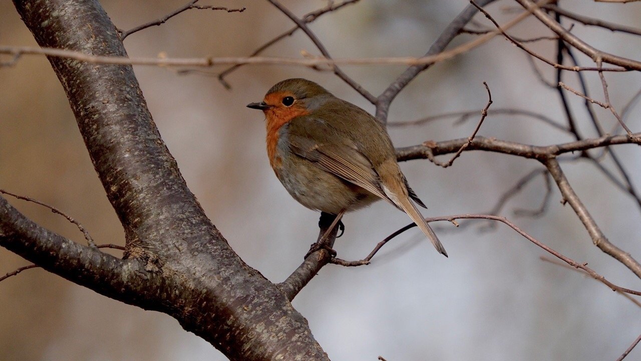 Eine andere Tierart in Naturkalender App spotted by Martin Kraft on 25.02.2021