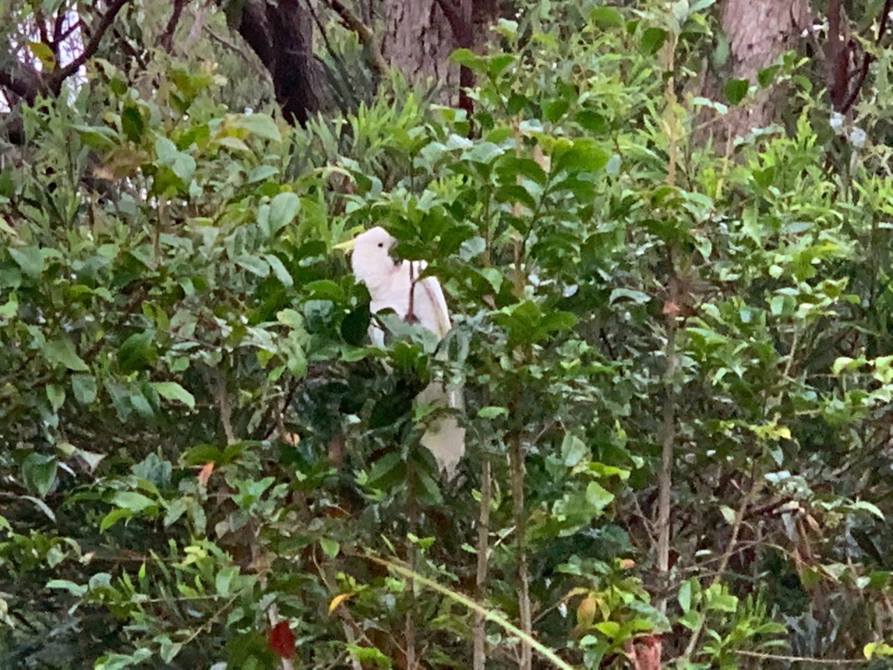 Sulphur-crested Cockatoo in Big City Birds App spotted by John Martin on 19.12.2020