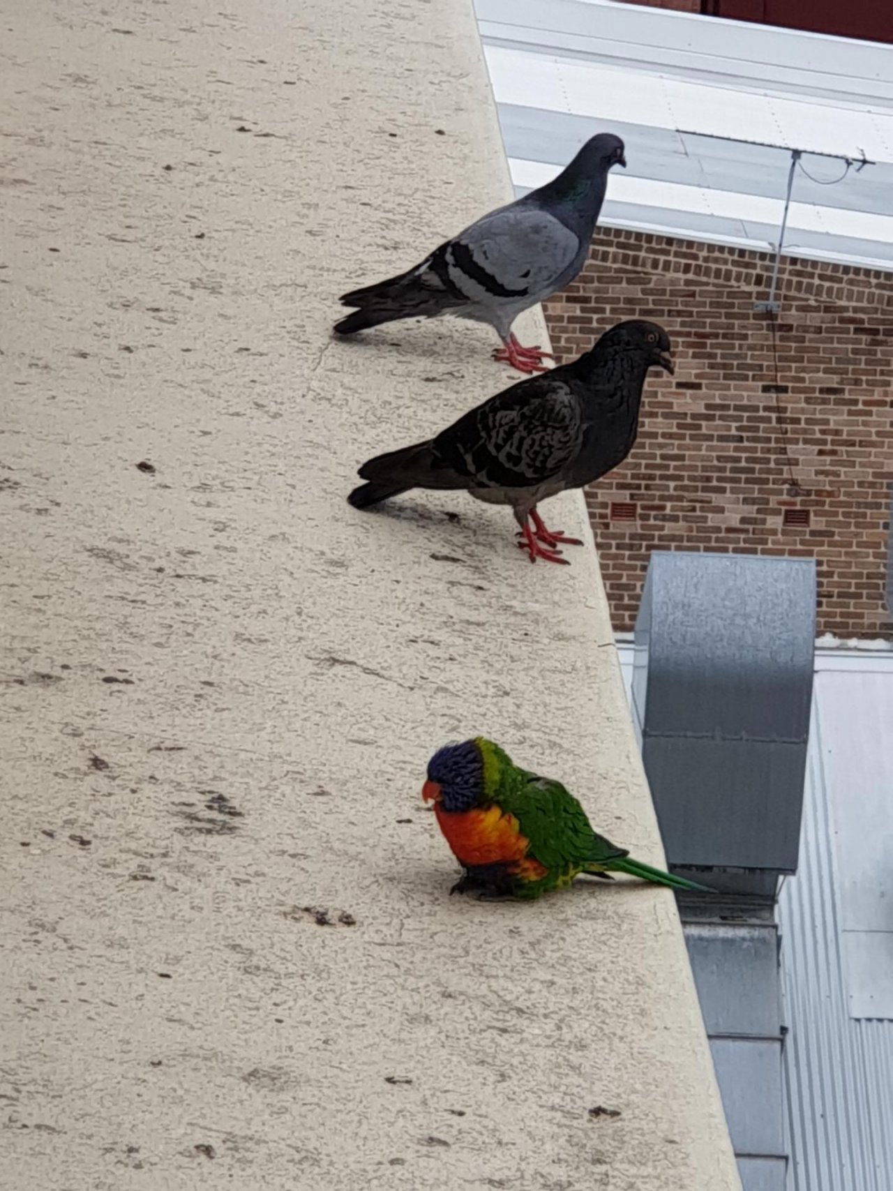 Other bird in Big City Birds App spotted by TomMassey on 12.12.2020