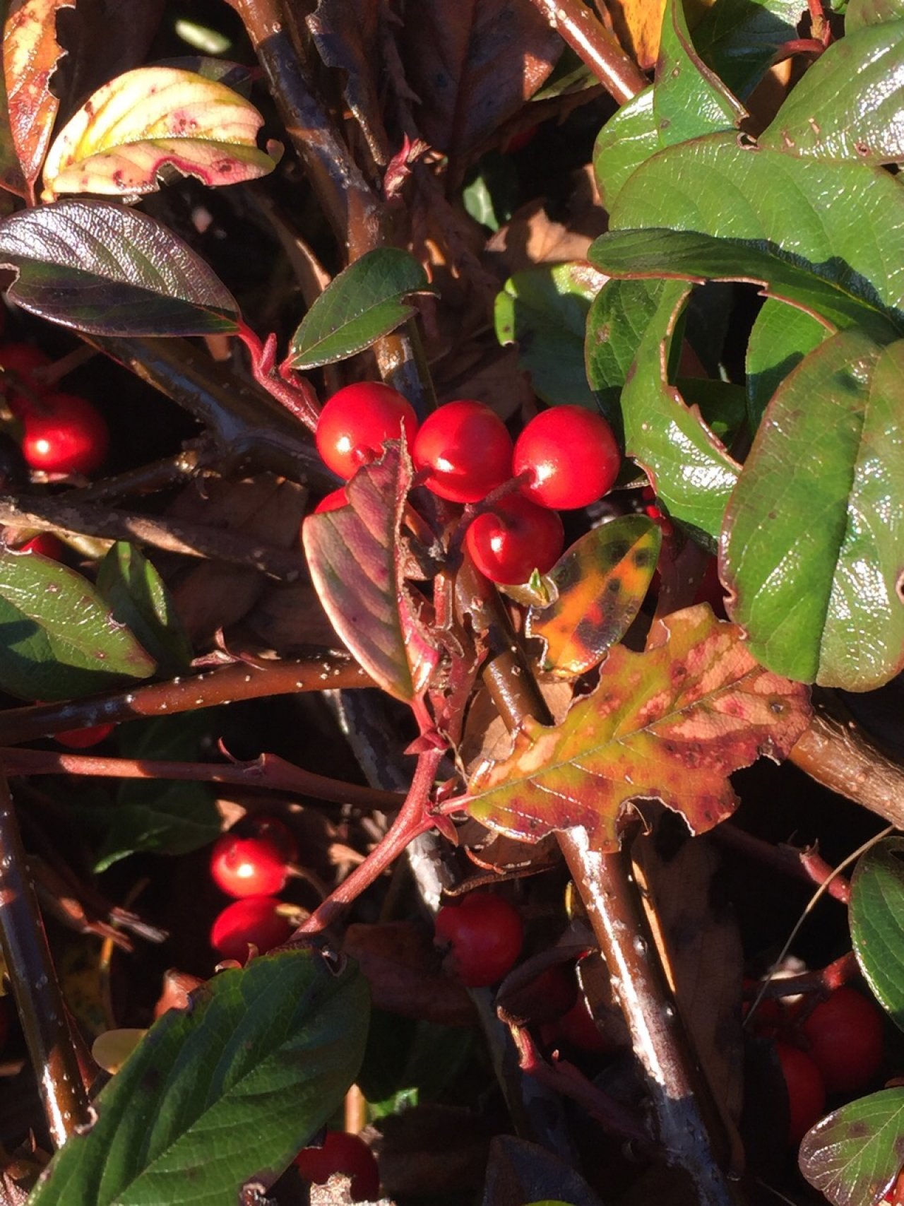 Eine andere Strauchart in Naturkalender App spotted by Christa Wiener on 30.12.2020