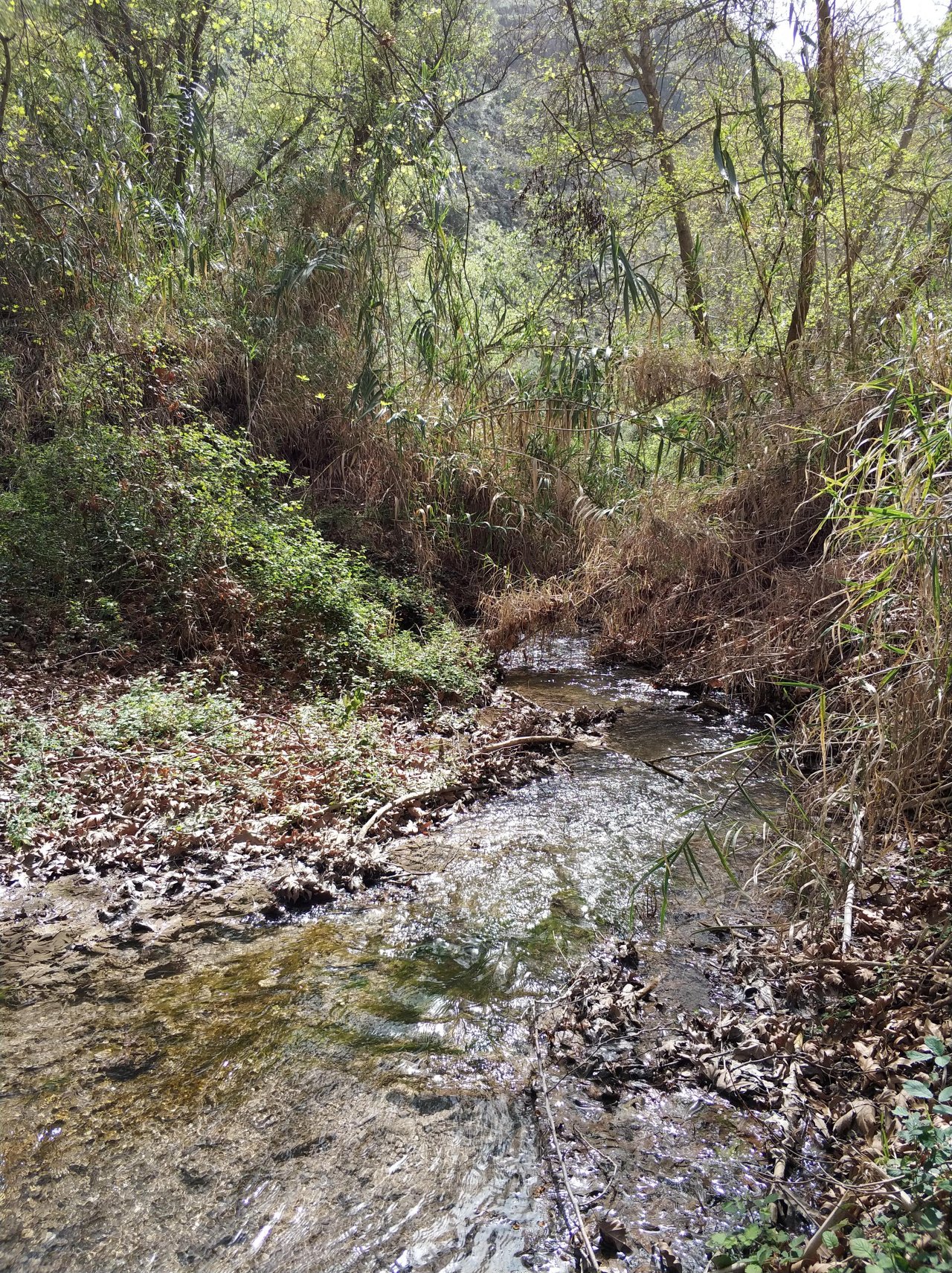 temporary stream in CrowdWater App spotted by Iakovos Tziortzis on 08.03.2018