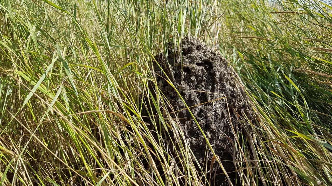 Animals in NatureSpots App spotted by Ka vonSeiten on 02.02.2021