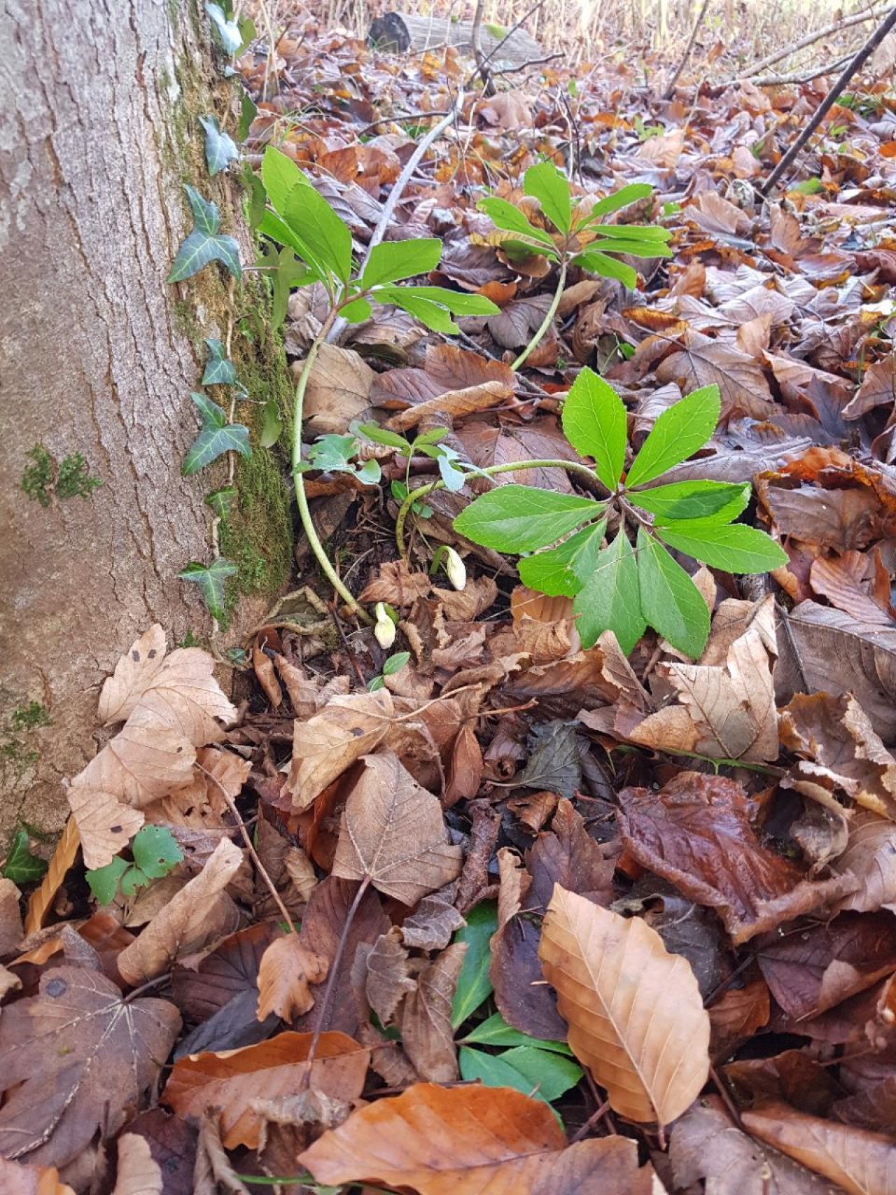 Eine andere Art in Naturkalender Oberösterreich App spotted by 48dasu02 on 12.12.2020