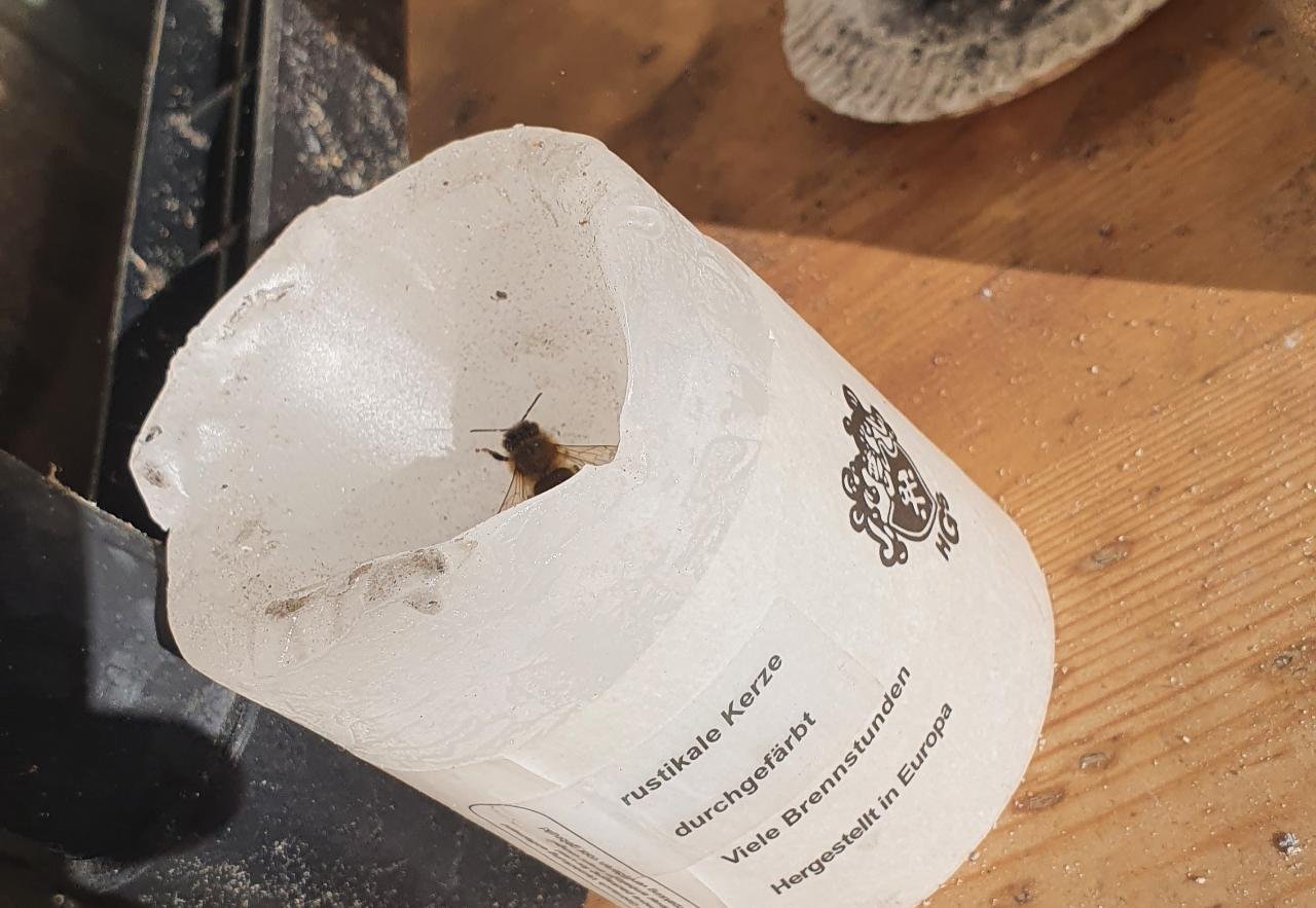 Biene Reinigungsflug in Naturkalender App spotted by A Mile Of Sky on 14.12.2020