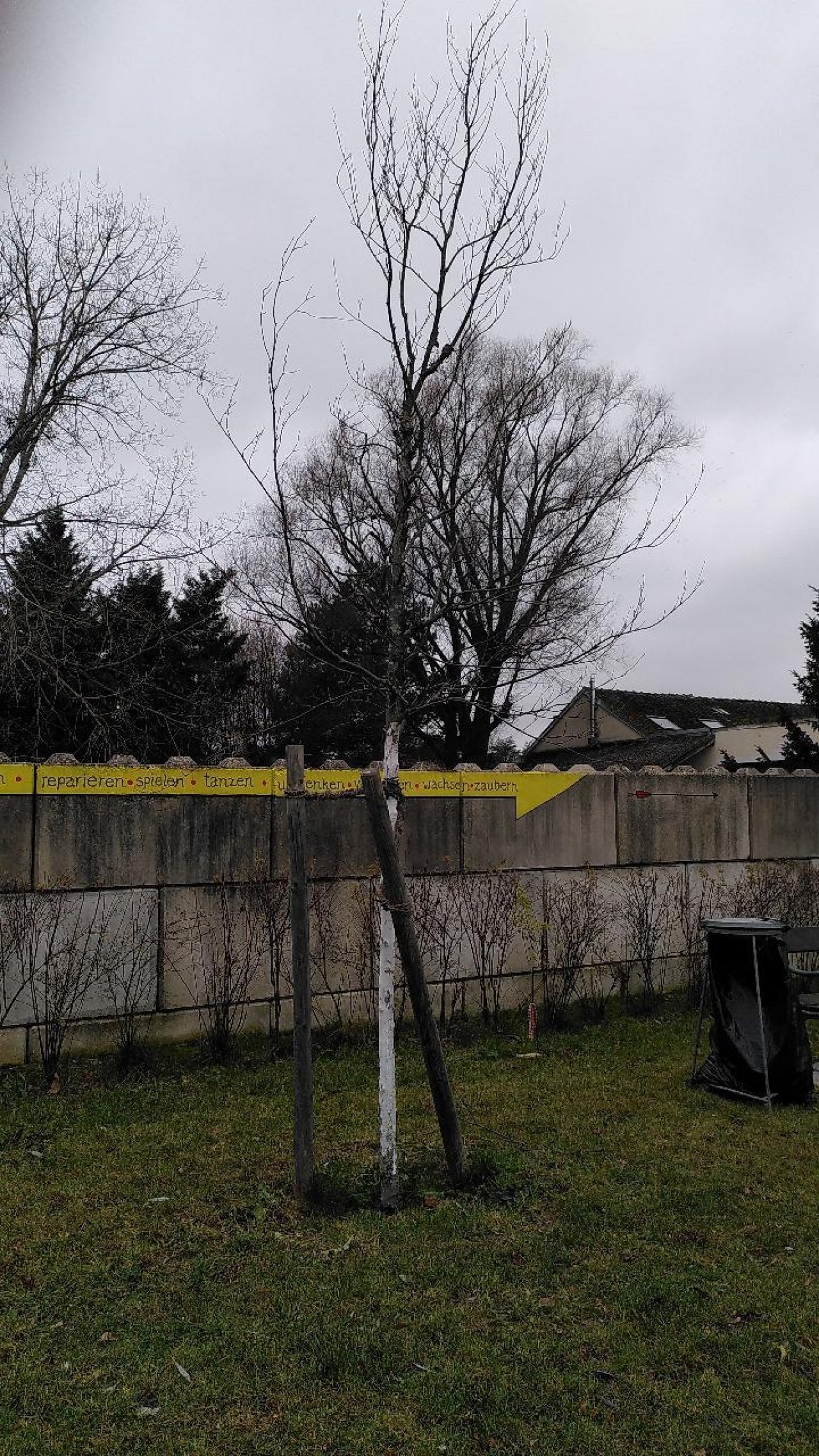 Rotbuche in Naturkalender App spotted by Baumgeist45 on 12.12.2020