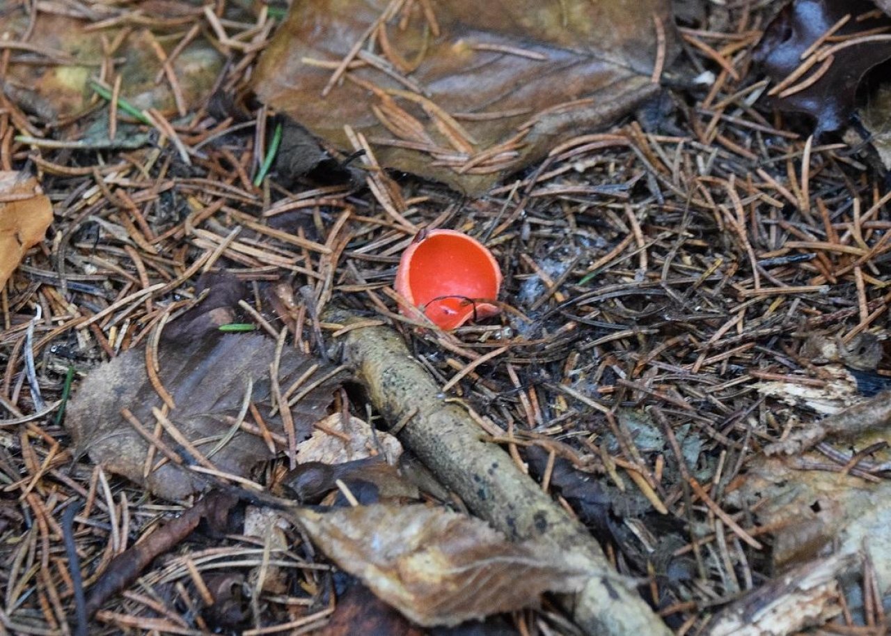 anderer Becherling in Pilzfinder App spotted by Markus Sabor on 23.12.2020