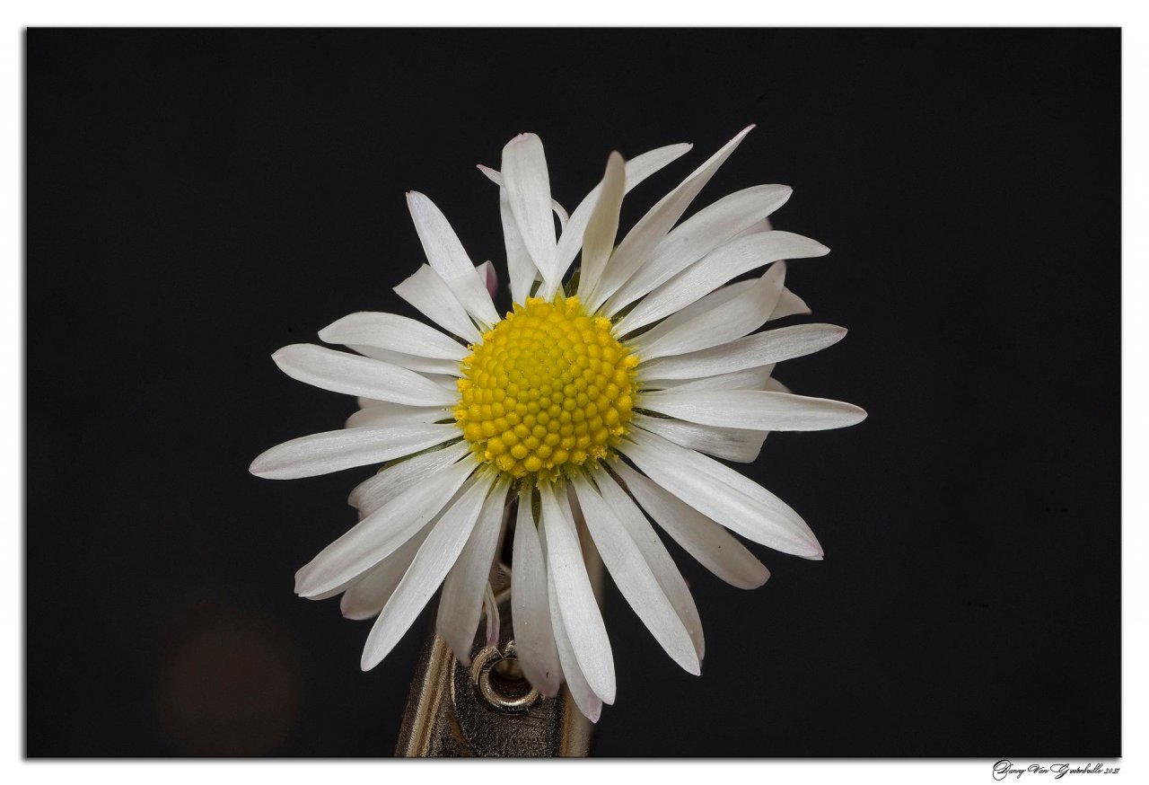 Plants in NatureSpots App spotted by Danny VG on 29.01.2021